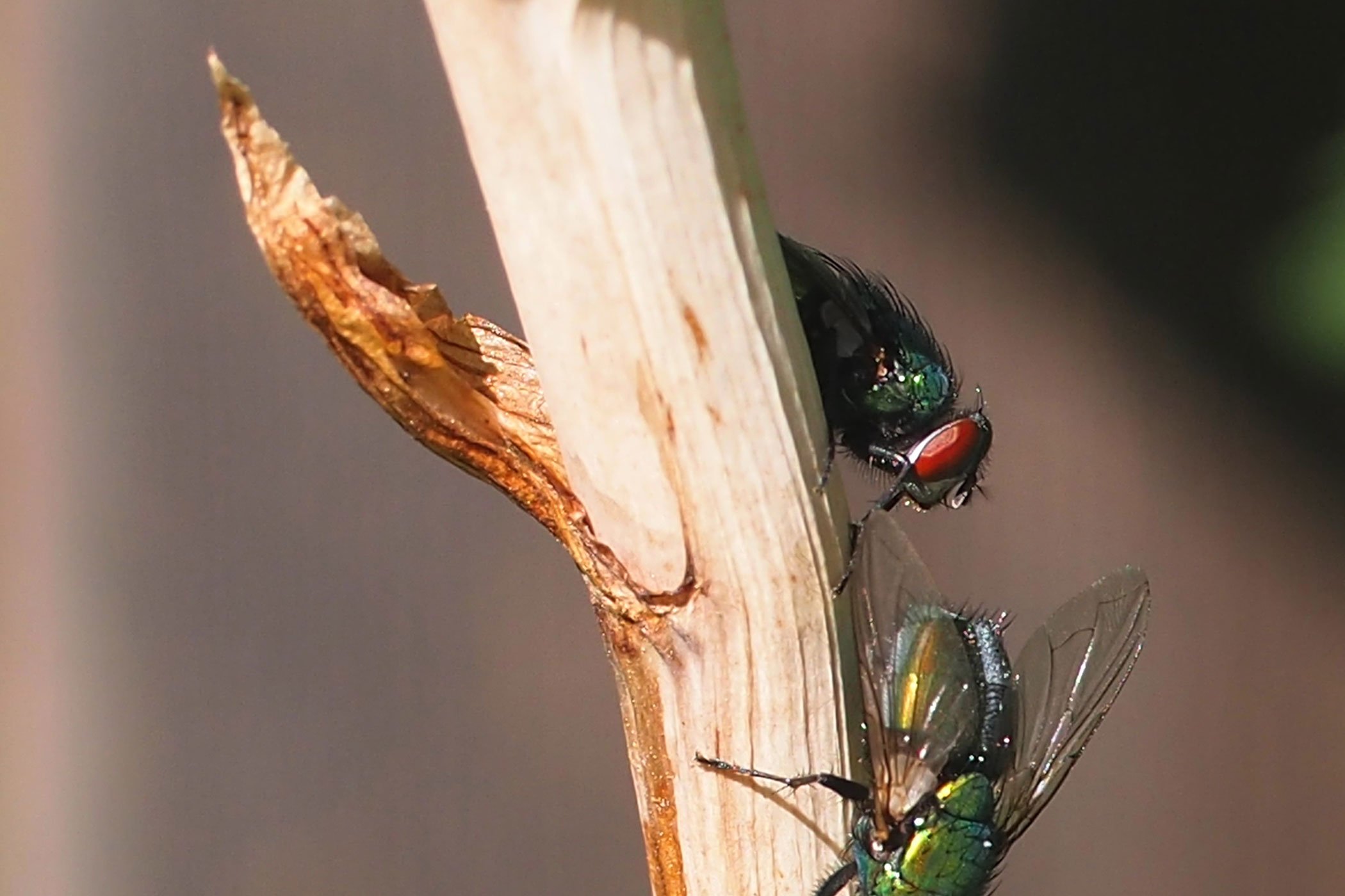 botflies in dogs botfly in cat symptoms cats botflies in dogs botfly in cat symptoms cats