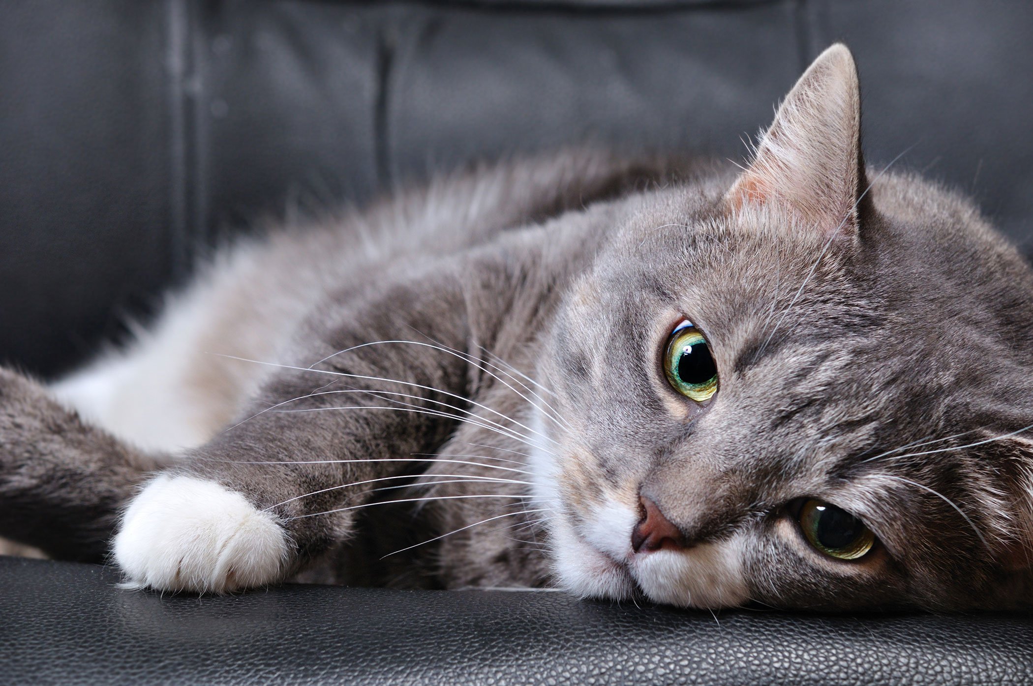 signs of head trauma in cats