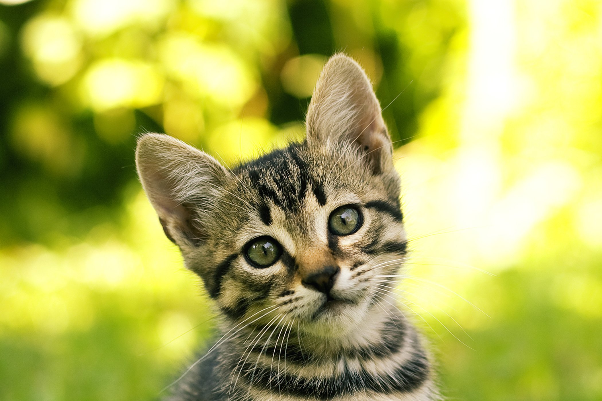Cost Of Chlorambucil For Cats