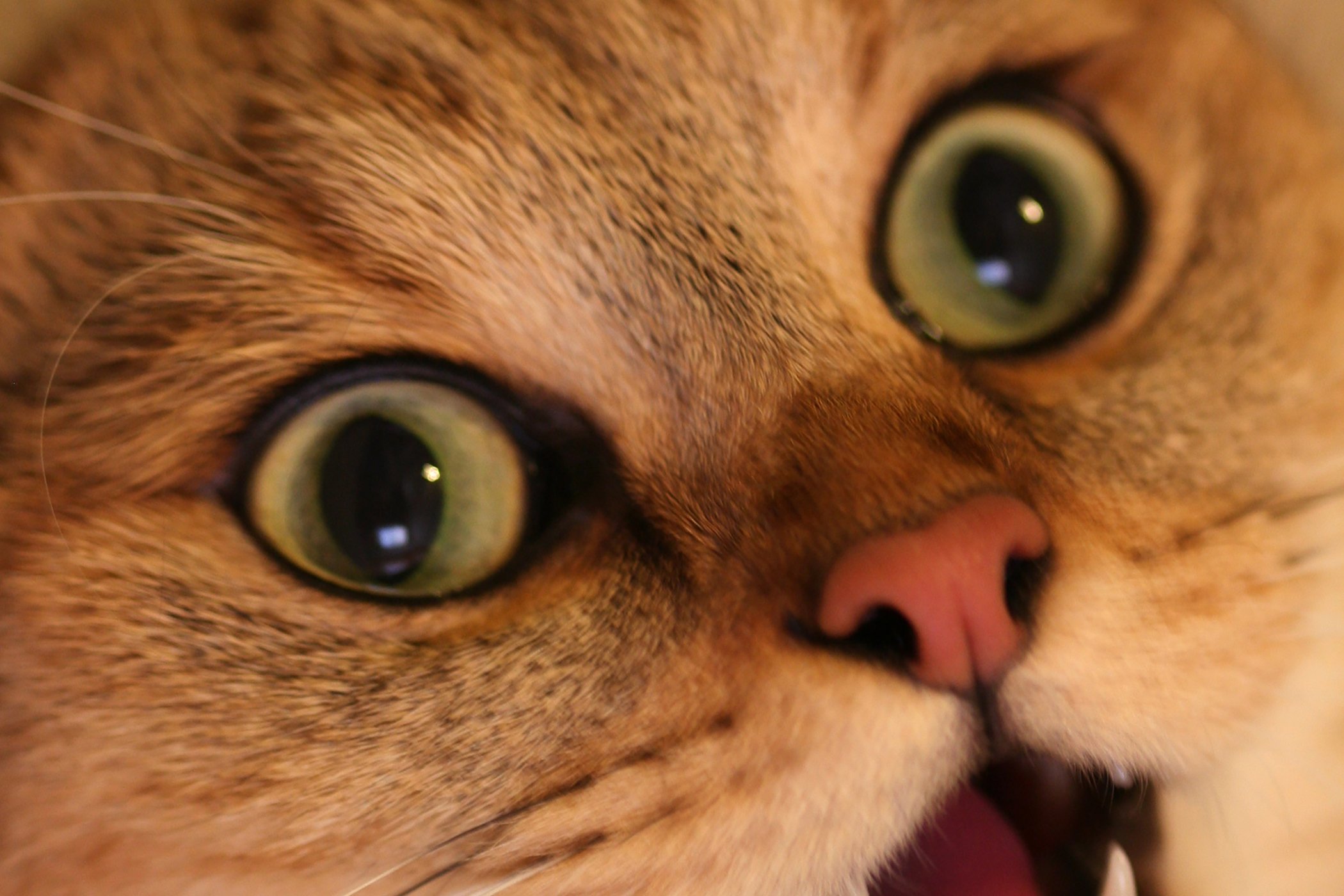 Ciprofloxacin Eye Drops For Cats