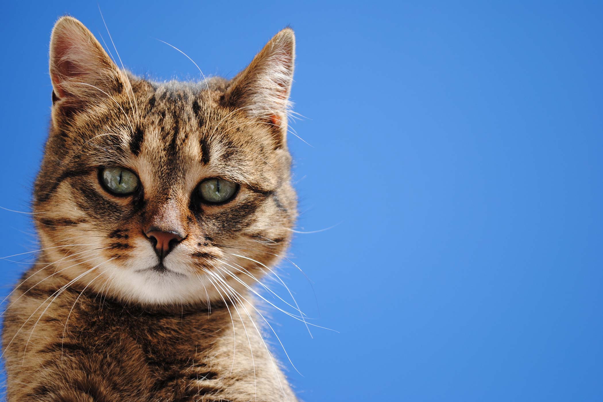 Eyelash Disorders in Cats - Symptoms, Causes, Diagnosis, Treatment, Recovery, Management, Cost