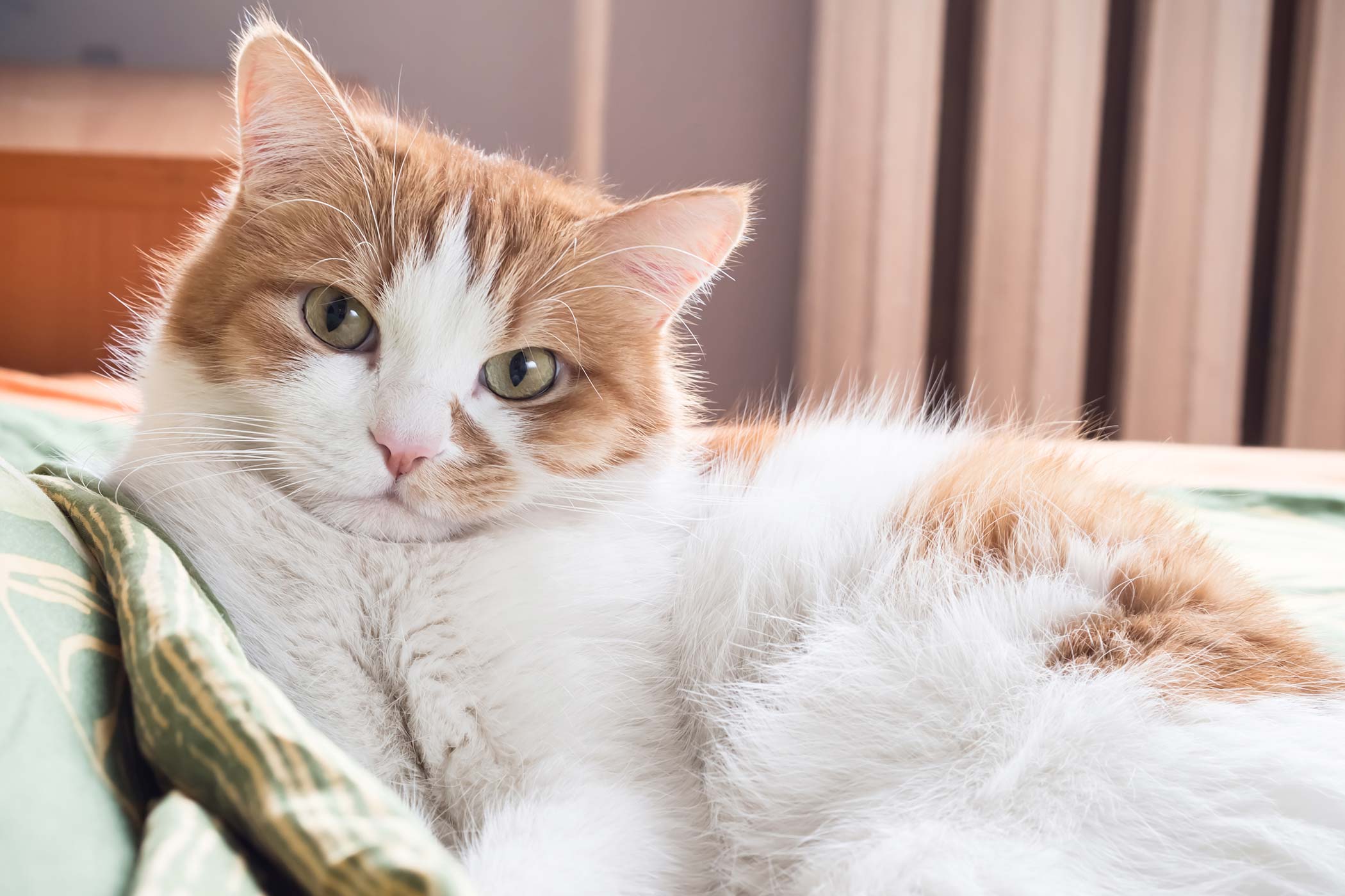 Fluid In The Lungs In Cats Symptoms Causes Diagnosis Treatment 