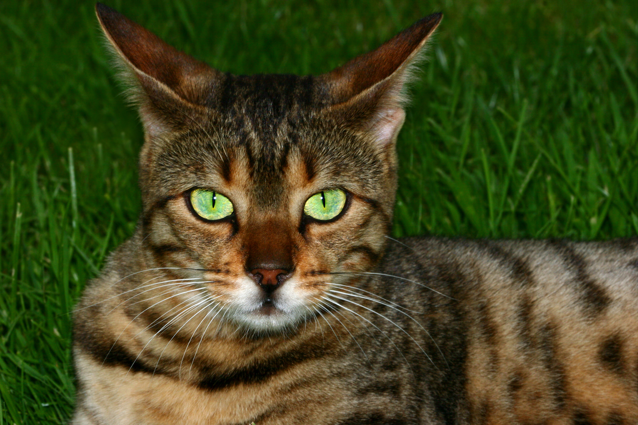 Hearing Loss in Cats Symptoms, Causes, Diagnosis, Treatment, Recovery