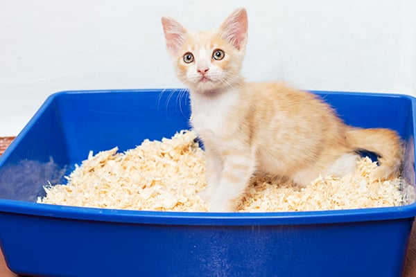 Whipworm infections cats treatment