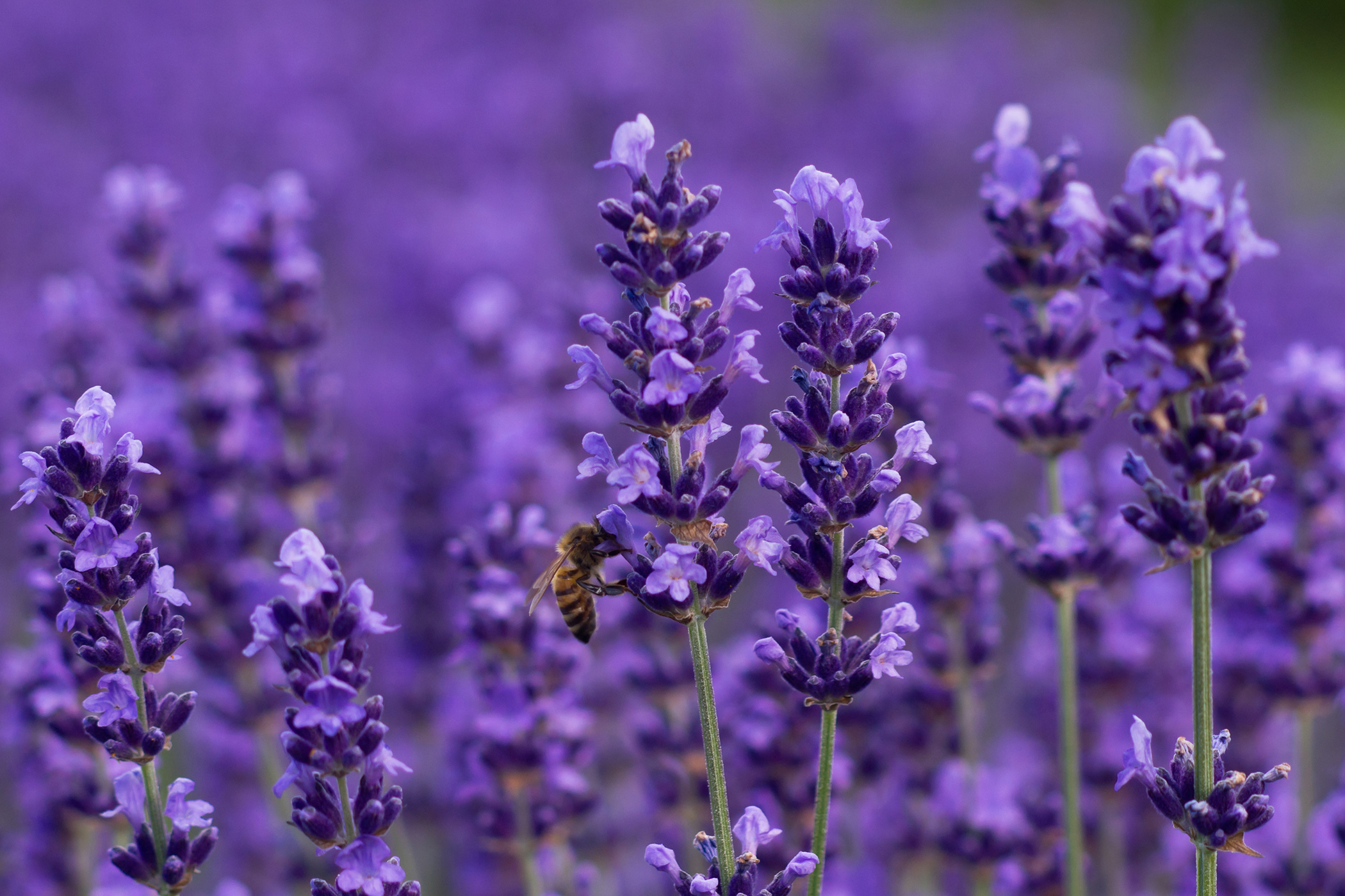 Lavender Allergy in Cats Symptoms, Causes, Diagnosis, Treatment