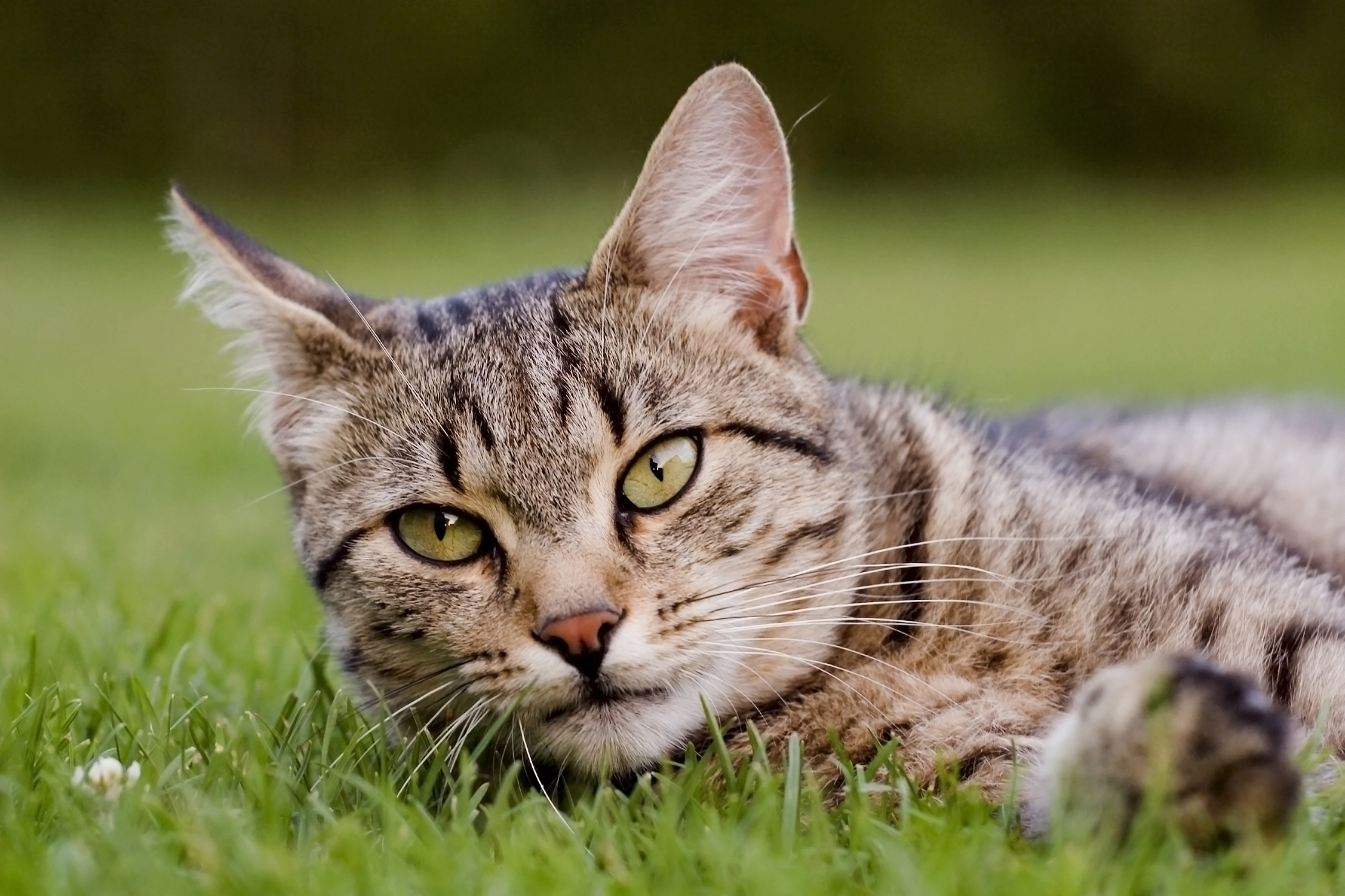 Lysol Allergy and Adverse Reaction in Cats Symptoms, Causes
