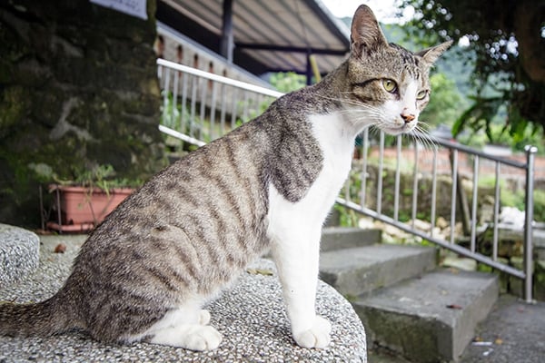Whipworm infections cats treatment