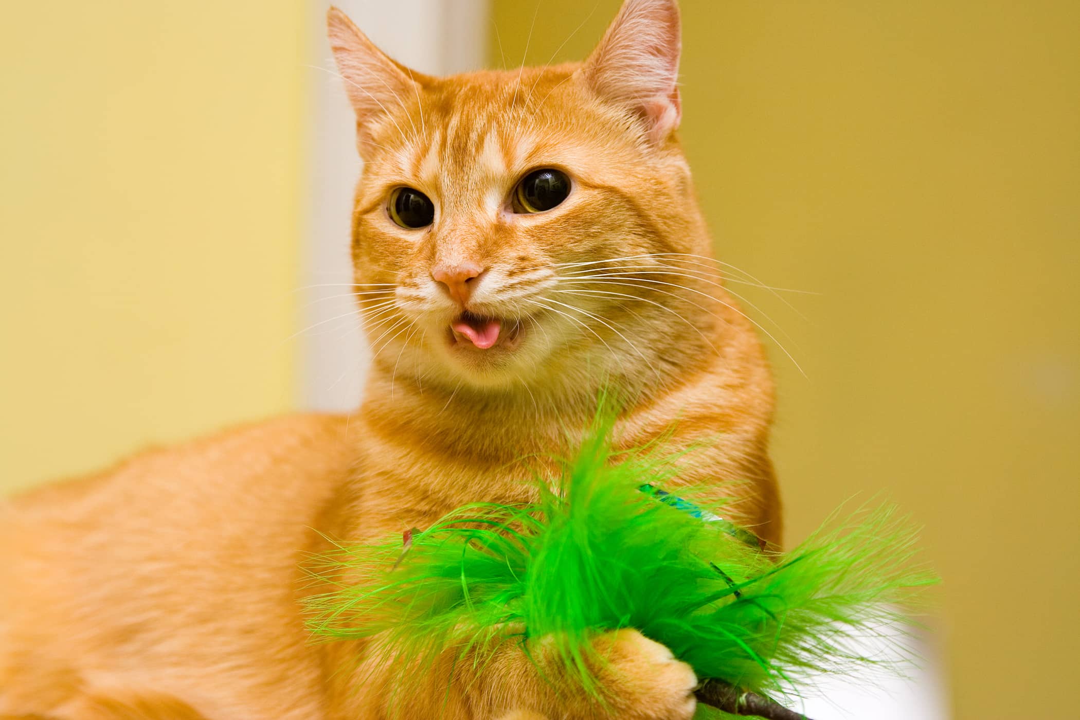 Why Is My Cat Wheezing Food Ideas