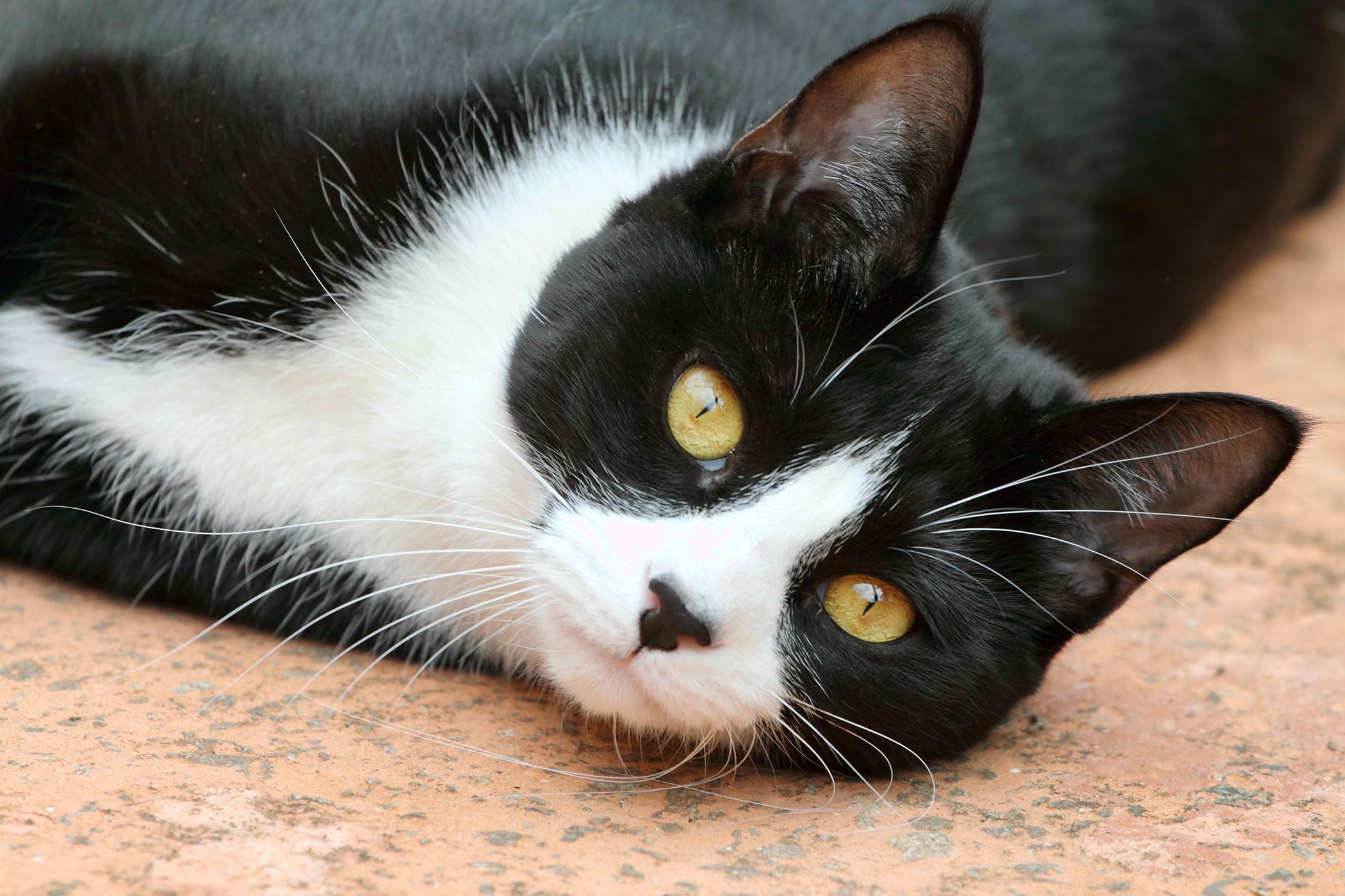 Wobblers Syndrome in Cats Symptoms, Causes, Diagnosis, Treatment