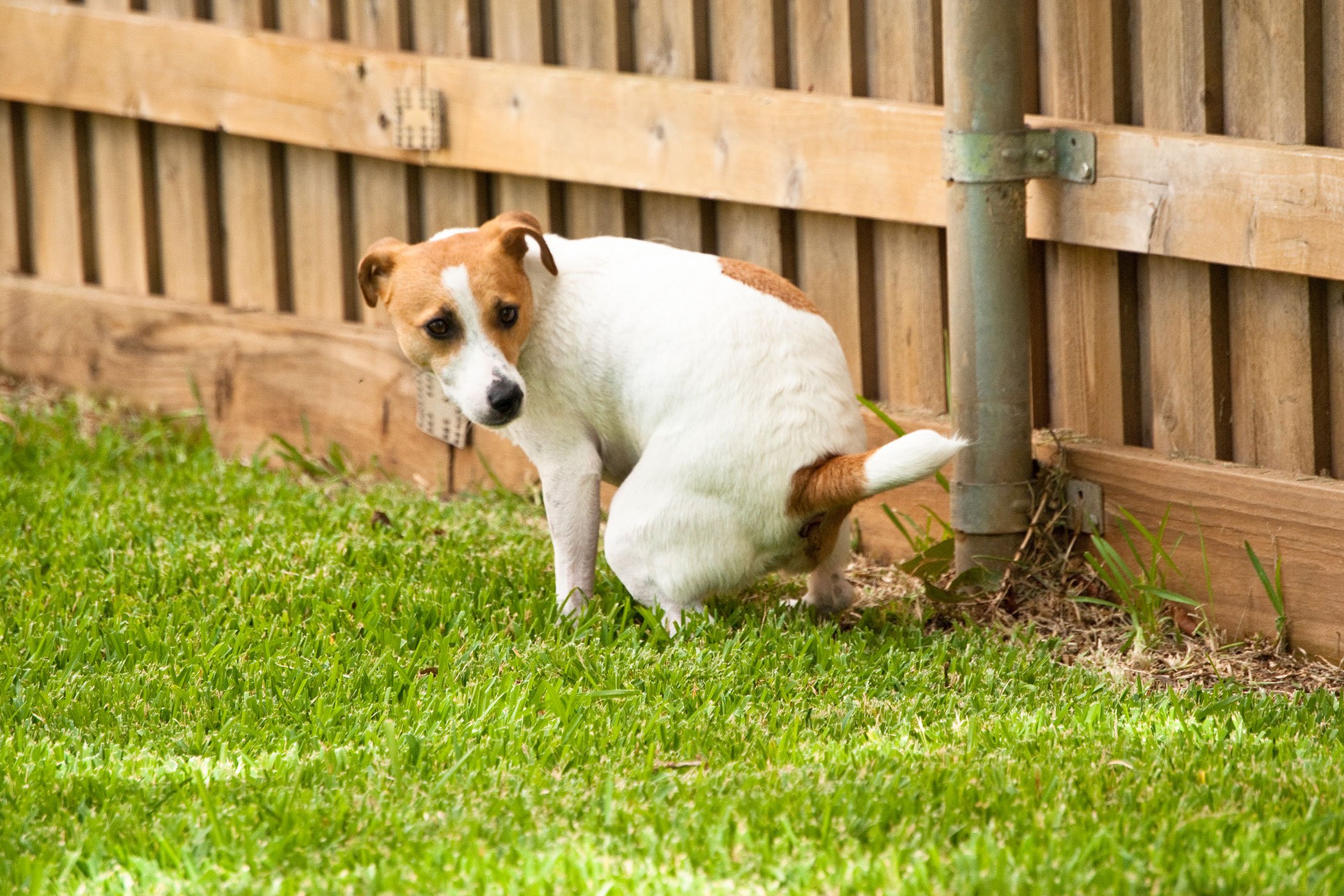 Abdominal Cavity Inflammation (Peritonitis) in Dogs Symptoms, Causes