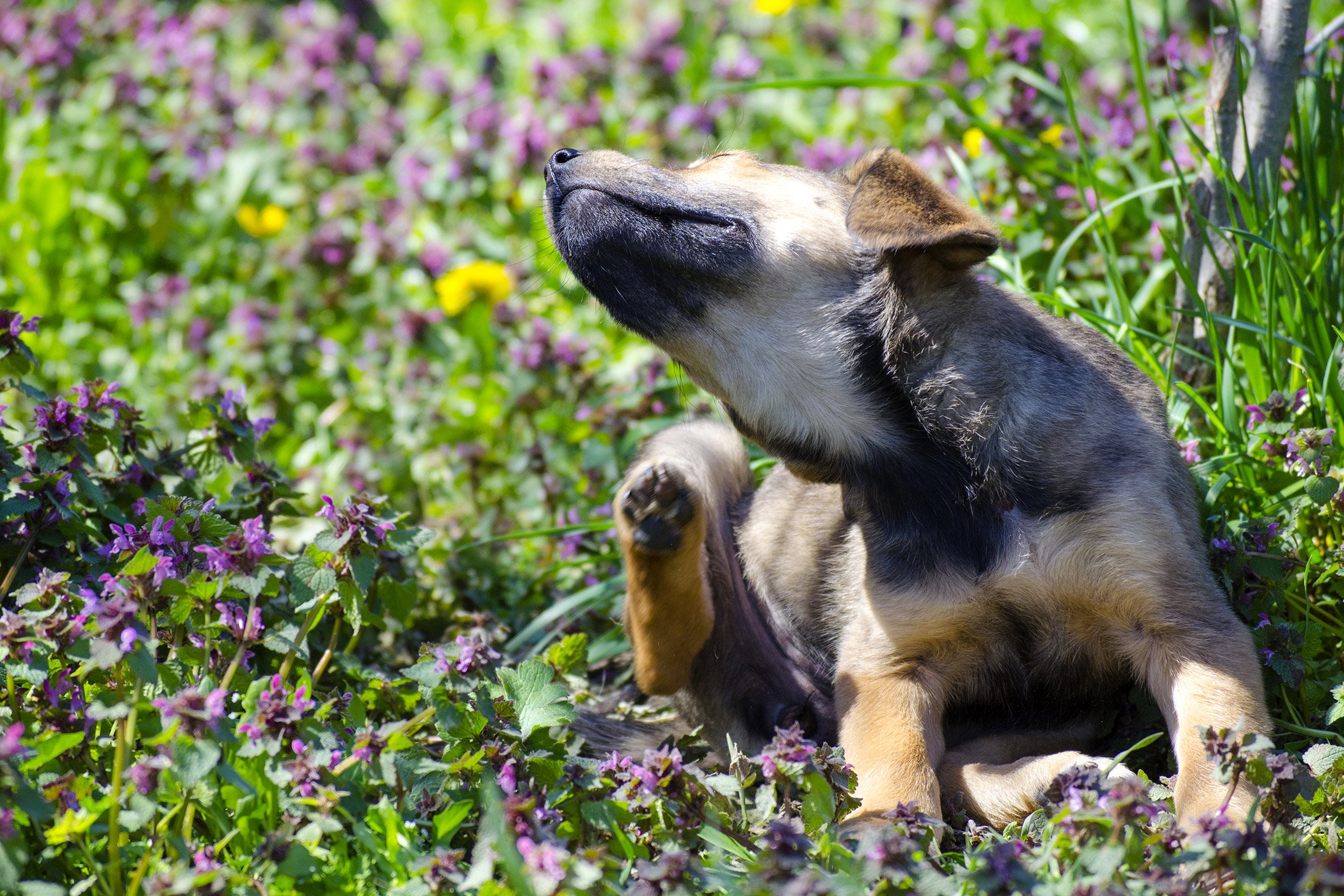 Acne in Dogs - Symptoms, Causes, Diagnosis, Treatment, Recovery, Management, Cost