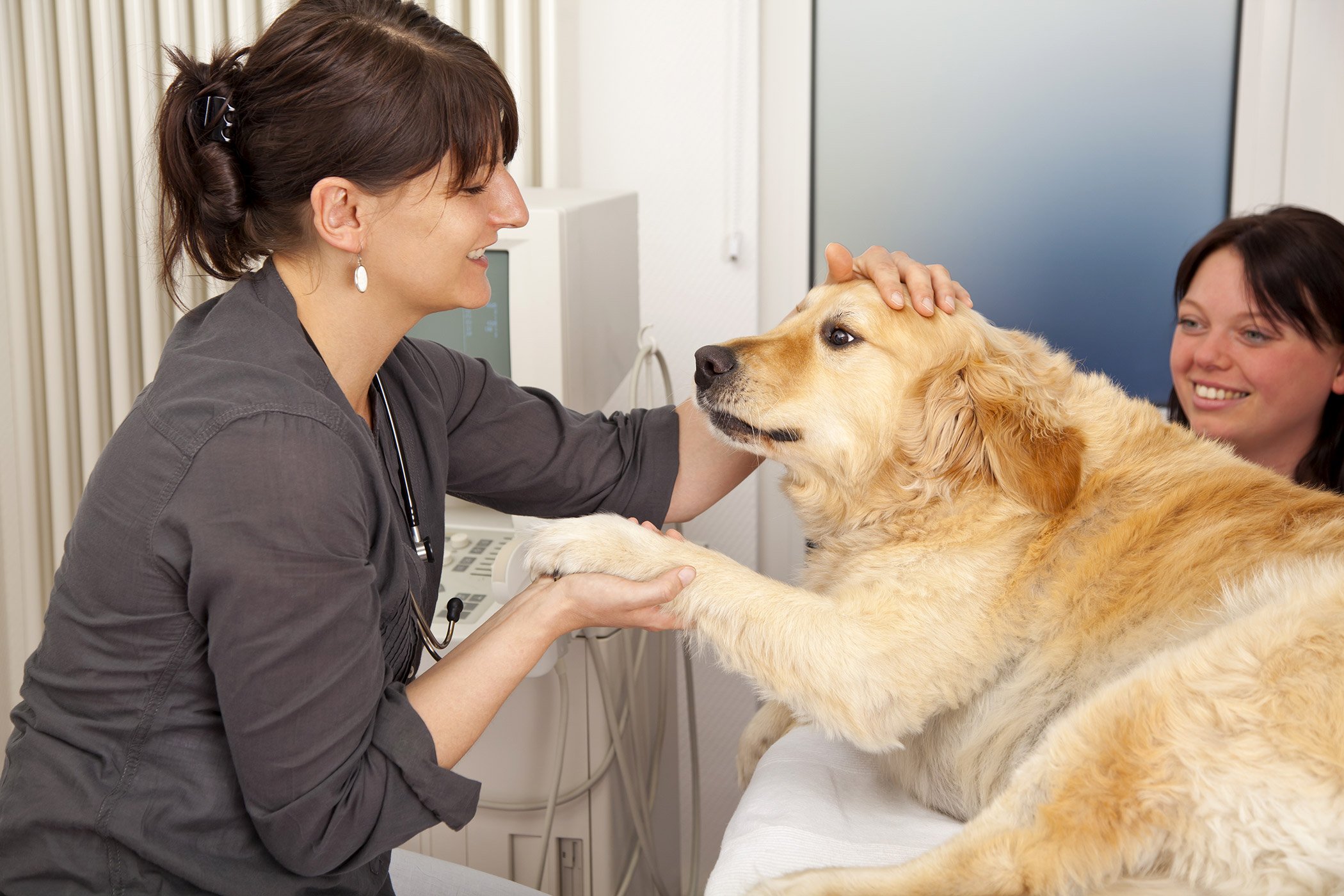 gland cancer in dogs gland cancer in dogs symptoms causes diagnosis treatment recovery gland cancer in dogs gland cancer in dogs symptoms causes diagnosis treatment recovery