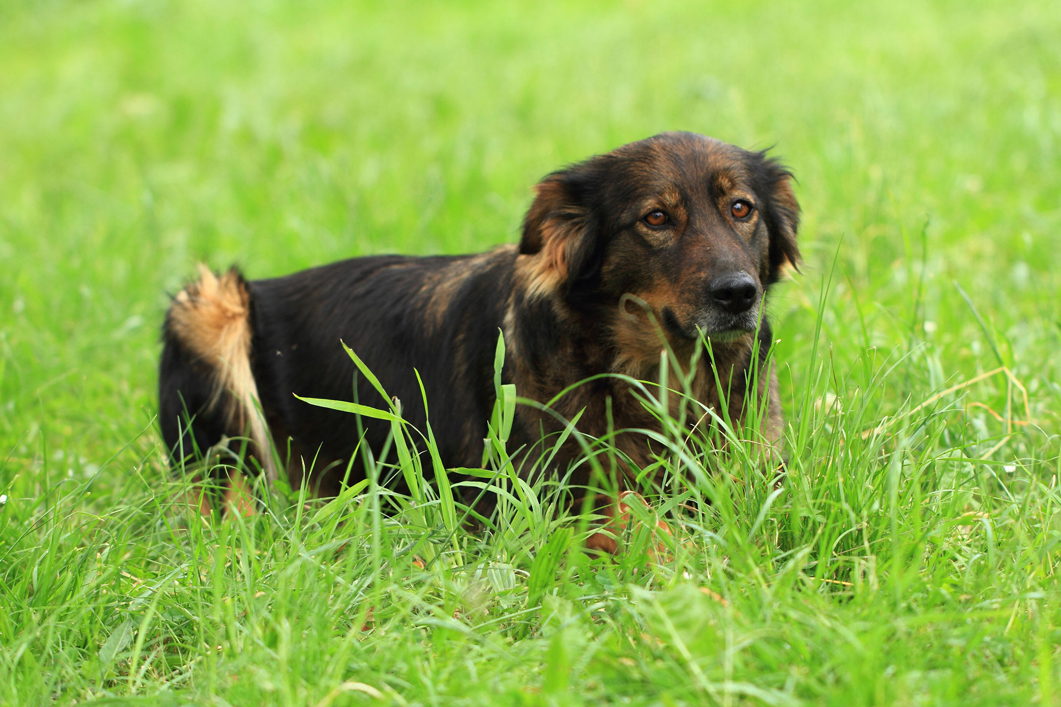uterus infection in dogs bacterial infection metritis of the uterus in dogs uterus infection in dogs bacterial infection metritis of the uterus in dogs