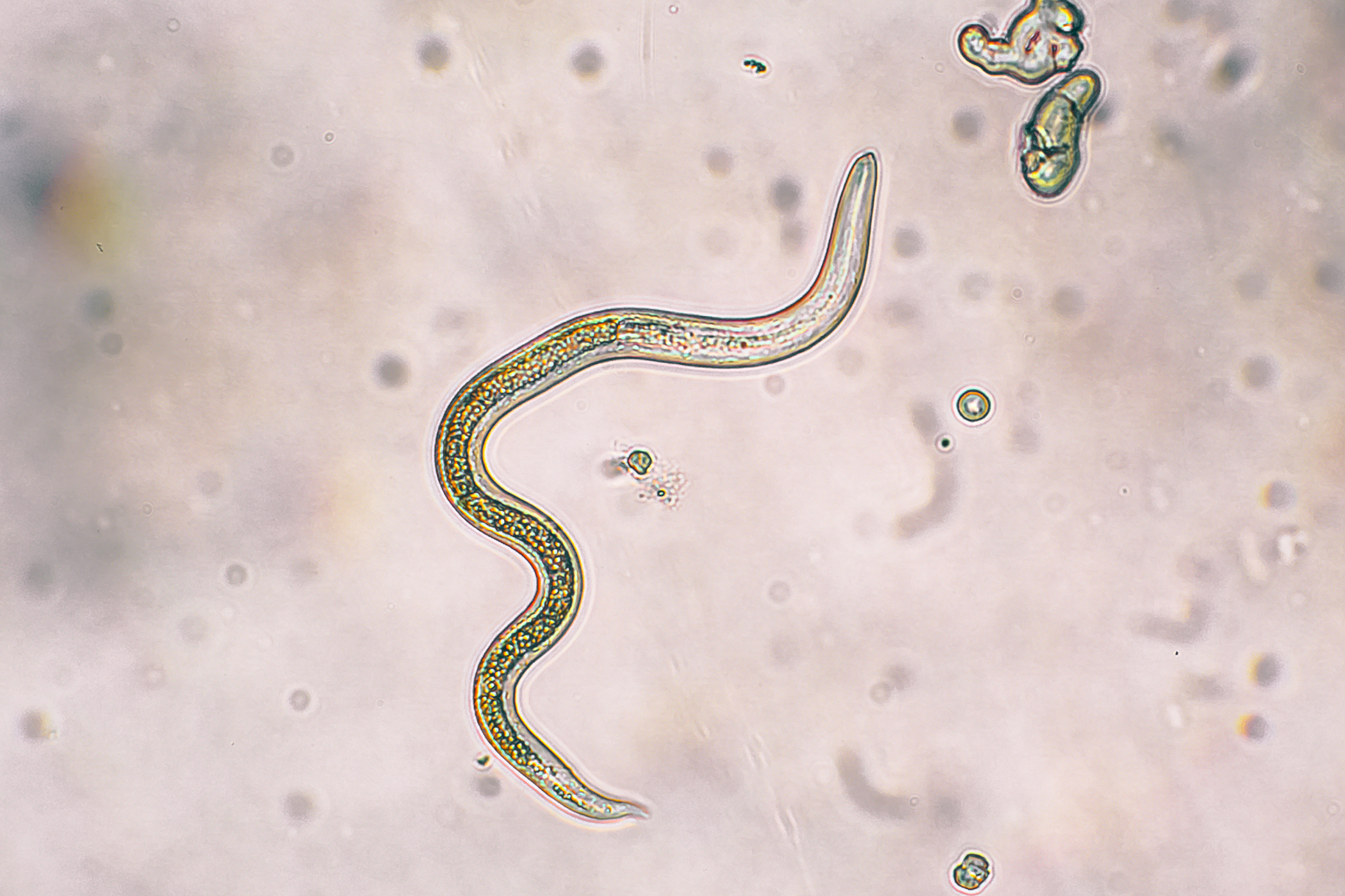 what causes worms in dogs bladder worm in dogs symptoms causes diagnosis treatment recovery management cost what causes worms in dogs bladder worm in dogs symptoms causes diagnosis treatment recovery management cost