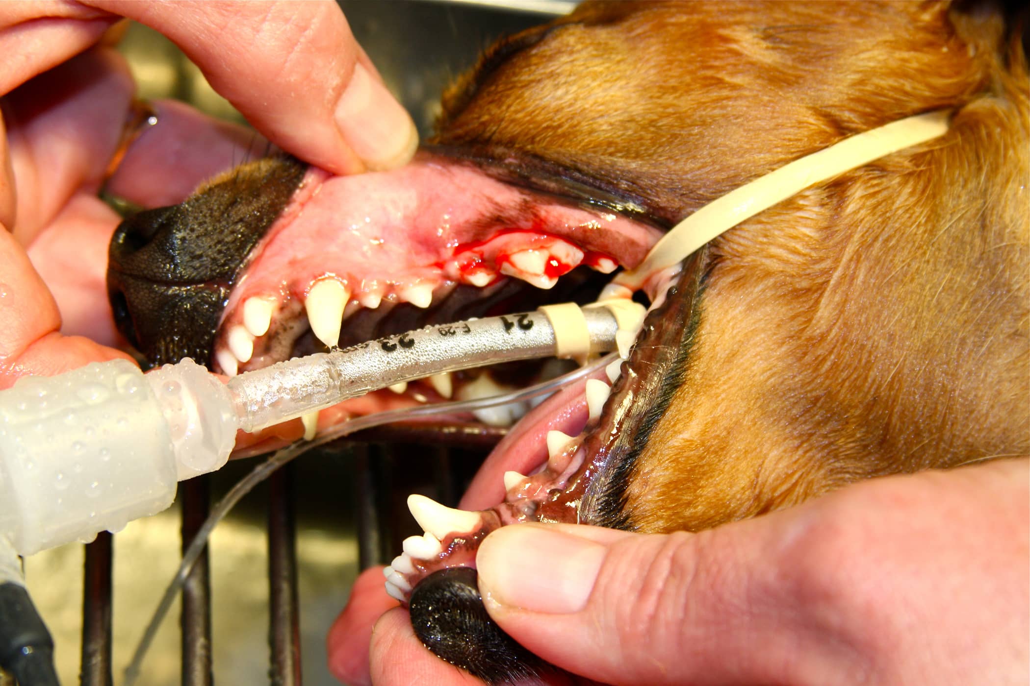 puppy gums bleeding bleeding gums in dogs symptoms causes diagnosis treatment recovery management cost puppy gums bleeding bleeding gums in dogs symptoms causes diagnosis treatment recovery management cost