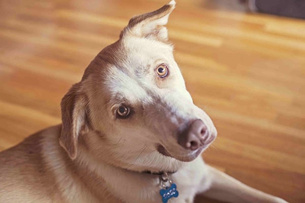 blood in dogs blood clots in dogs symptoms causes diagnosis treatment recovery management cost blood in dogs blood clots in dogs symptoms causes diagnosis treatment recovery management cost