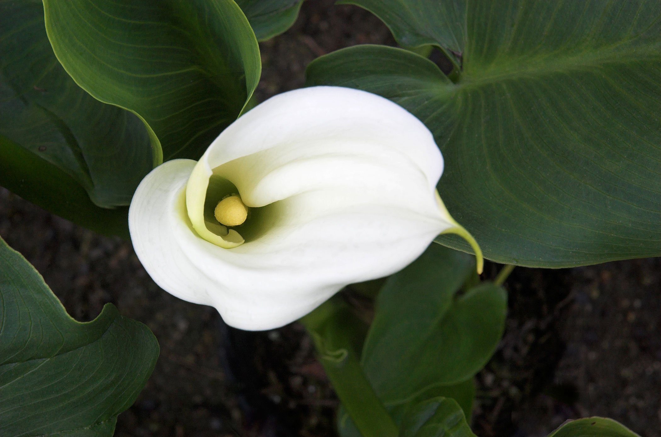 calla lily flower care venus flowers for any occasion how to grow and care for calla lily calla lily flower care venus flowers for any occasion how to grow and care for calla lily