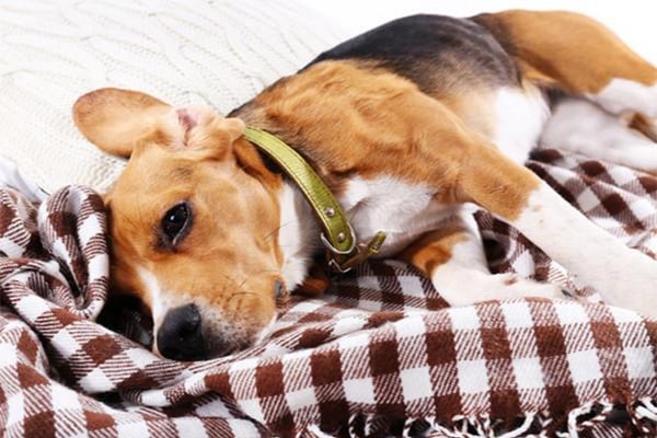 Louisville canine population
