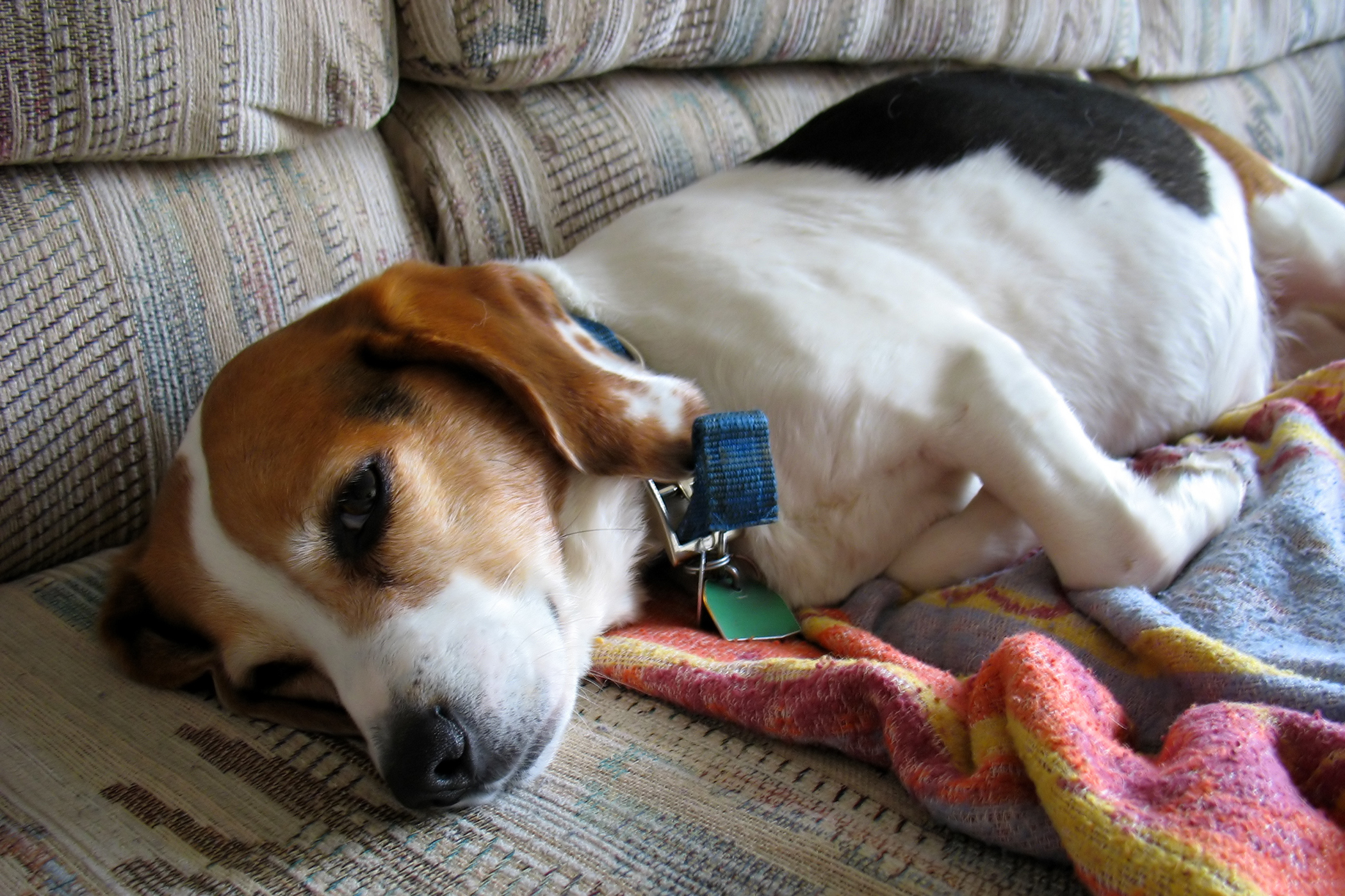 Canine Gallbladder Mucocele in Dogs Symptoms, Causes, Diagnosis