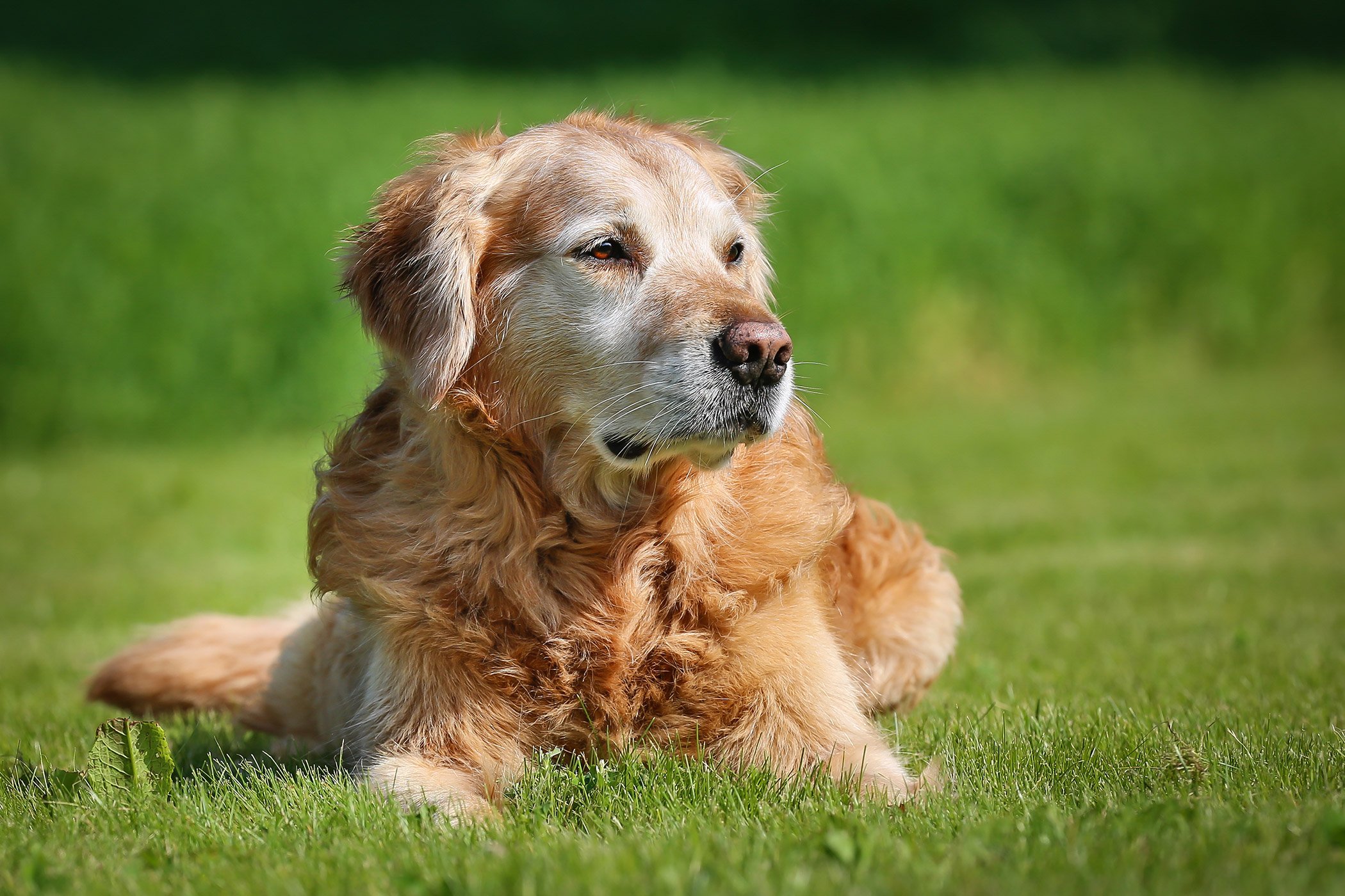 Wag Dog Walking Become A Walker Wag Dog Walking Become A Walker