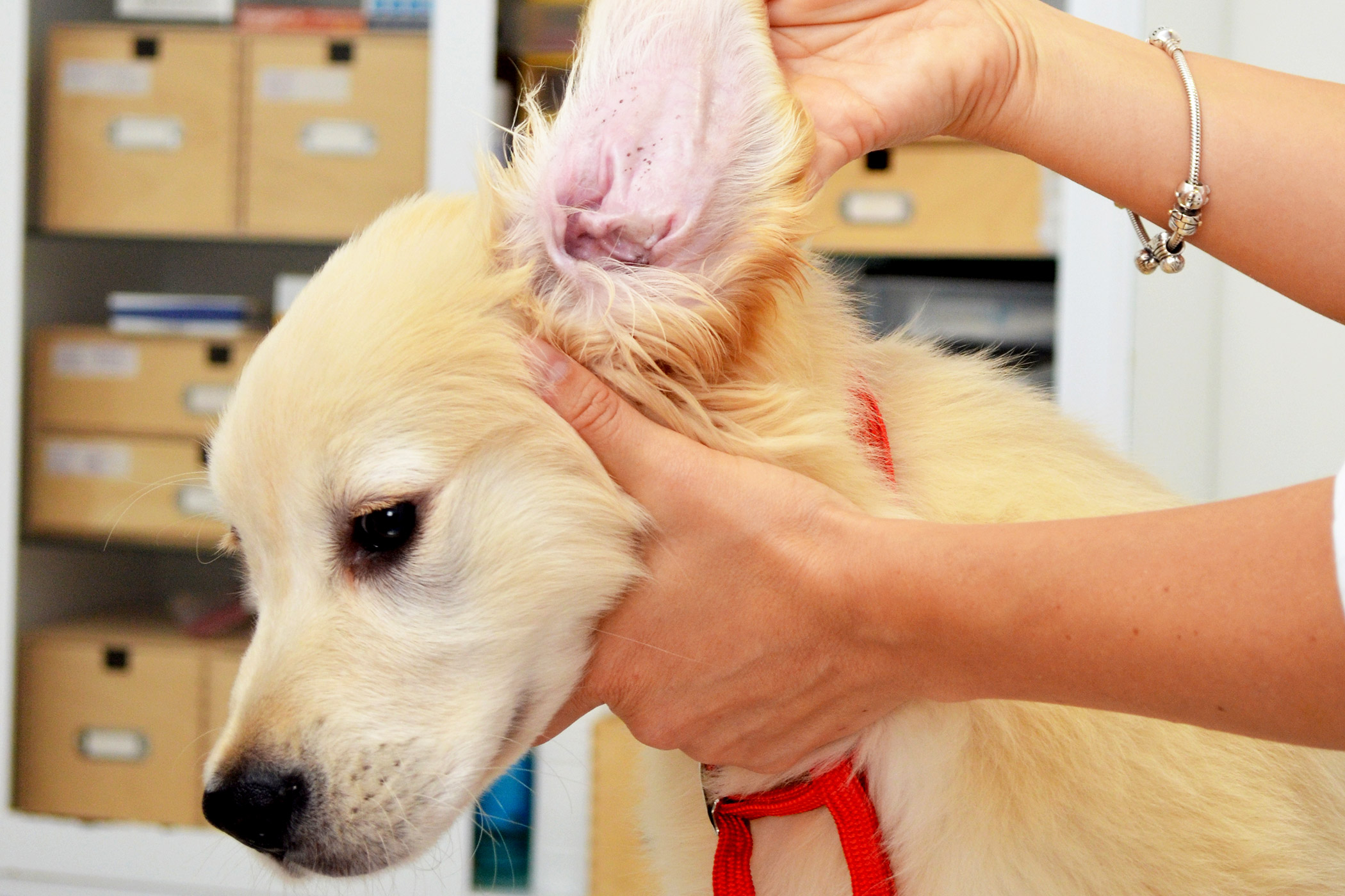 ear-mites-in-dogs-symptoms-causes-diagnosis-treatment-recovery