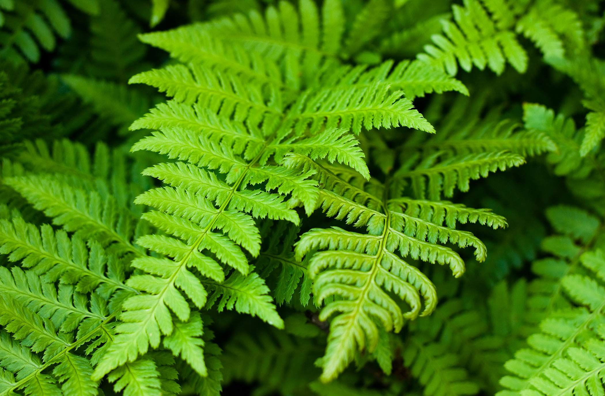 Ferns Poisoning in Dogs Symptoms, Causes, Diagnosis, Treatment