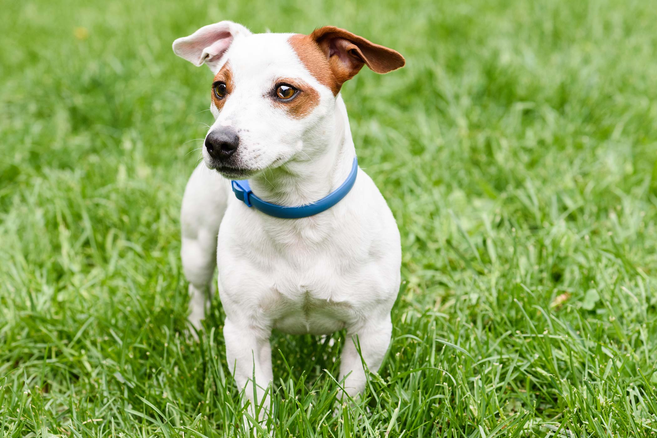 american eskimo dog rescue wichita ks collar allergies in dogs symptoms causes diagnosis treatment american eskimo dog rescue wichita ks collar allergies in dogs symptoms causes diagnosis treatment