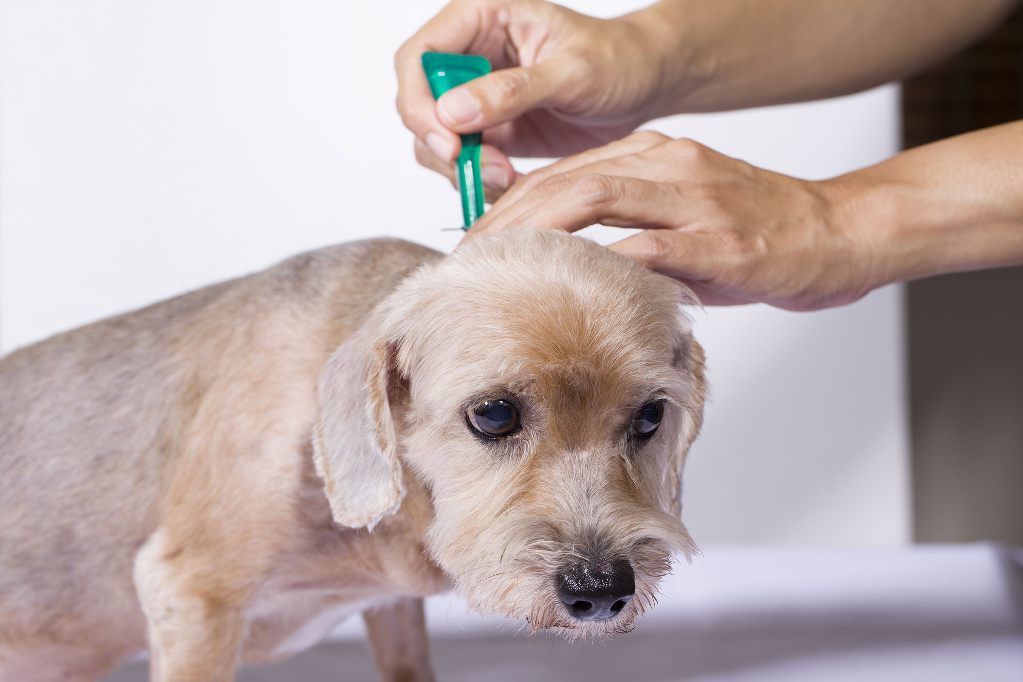 Fleas in Dogs - Symptoms, Causes, Diagnosis, Treatment, Recovery ...