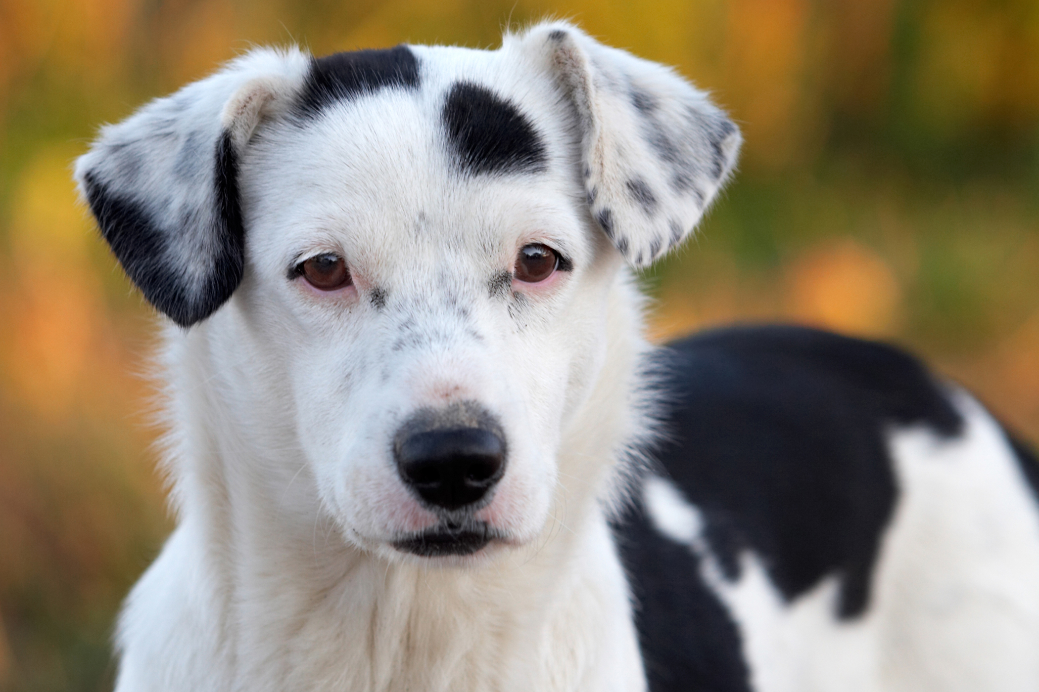 Dog Treatment Type Hematopoietic