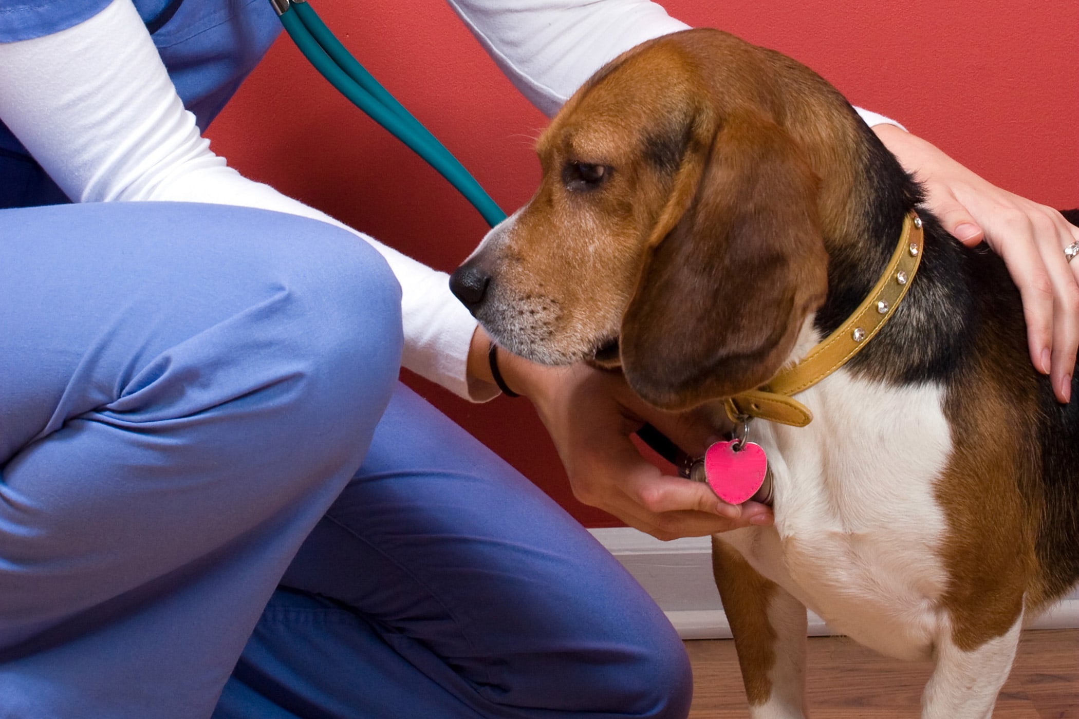Gallbladder Obstruction in Dogs Symptoms, Causes, Diagnosis