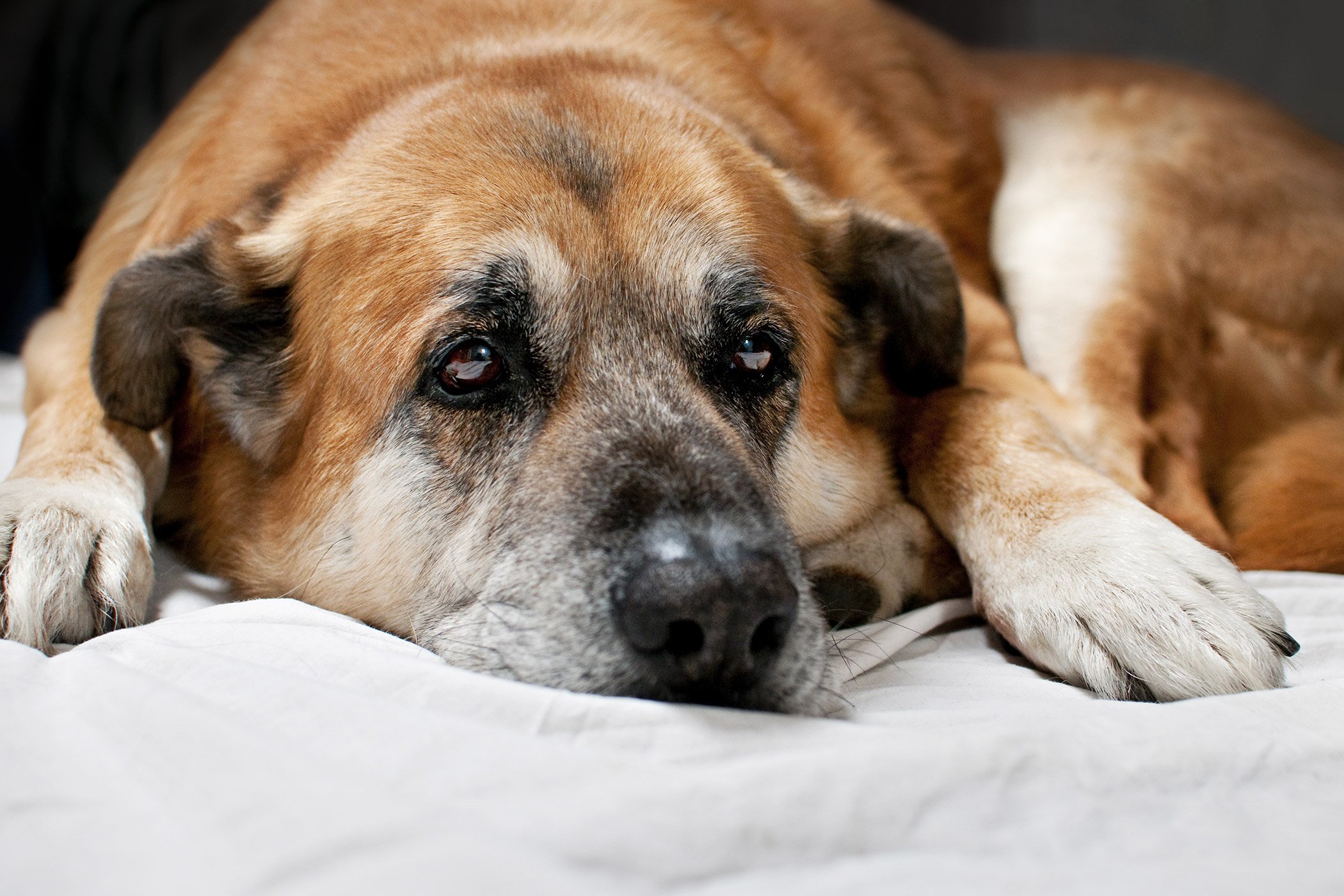 gastroenteritis in dogs gastroenteritis in dogs symptoms causes diagnosis treatment recovery management gastroenteritis in dogs gastroenteritis in dogs symptoms causes diagnosis treatment recovery management