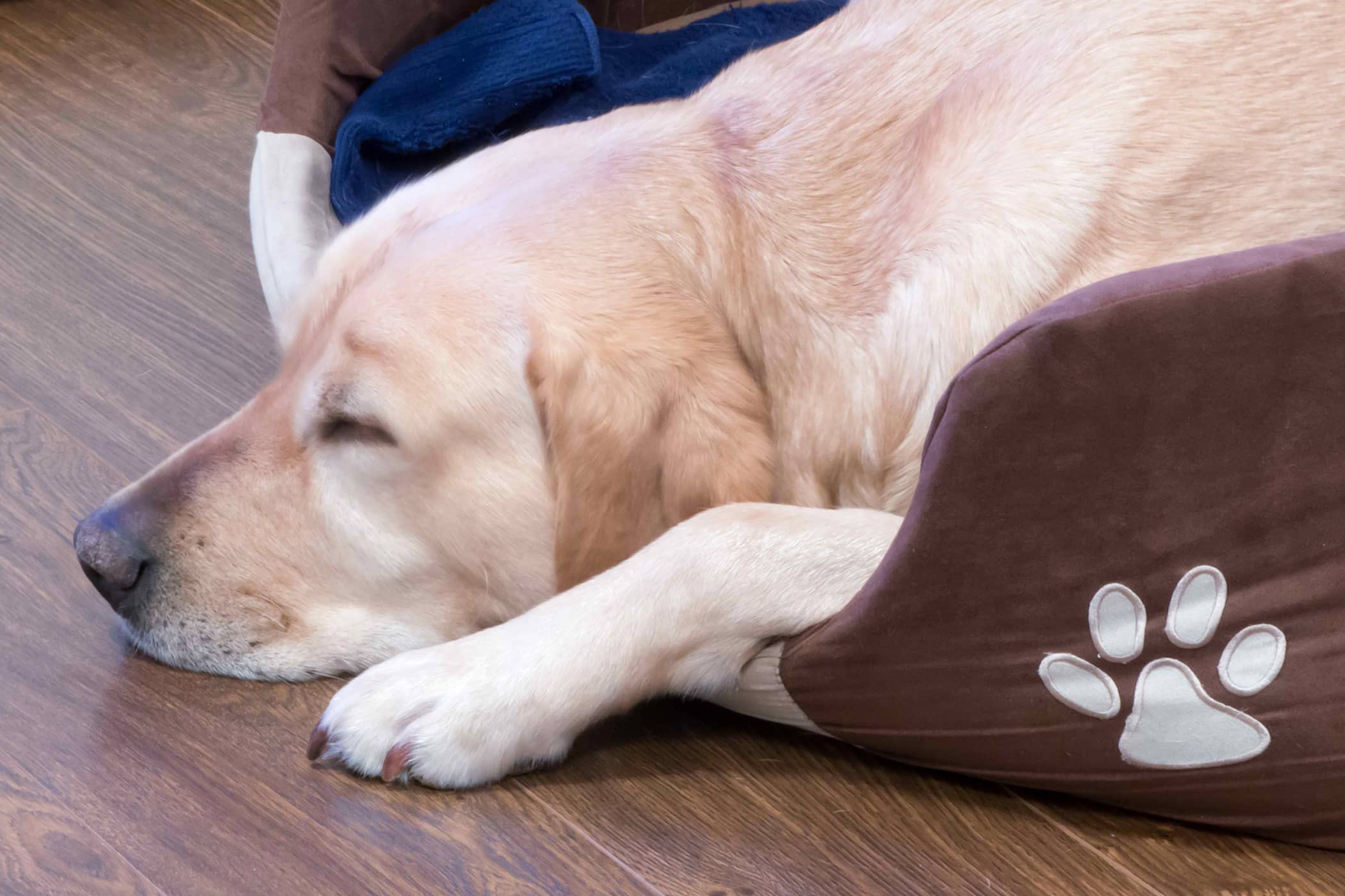 General Anesthesia in Dogs Conditions Treated, Procedure, Efficacy, Recovery, Cost