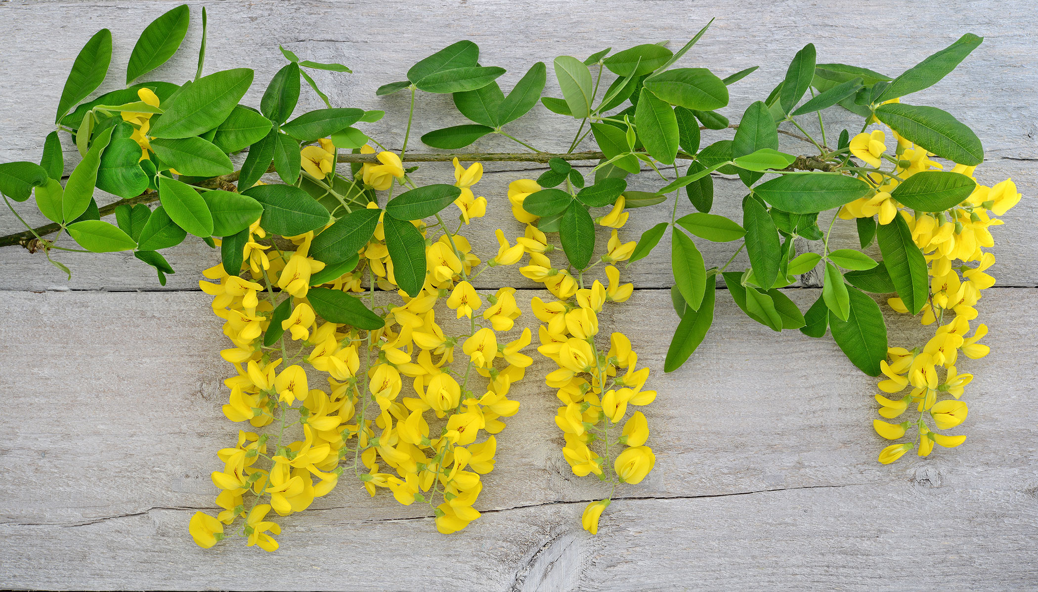 Golden Chain Tree Poisoning in Dogs Symptoms, Causes, Diagnosis