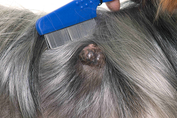 histiocytoma in dogs histiocytoma in dogs symptoms causes diagnosis treatment recovery management cost histiocytoma in dogs histiocytoma in dogs symptoms causes diagnosis treatment recovery management cost