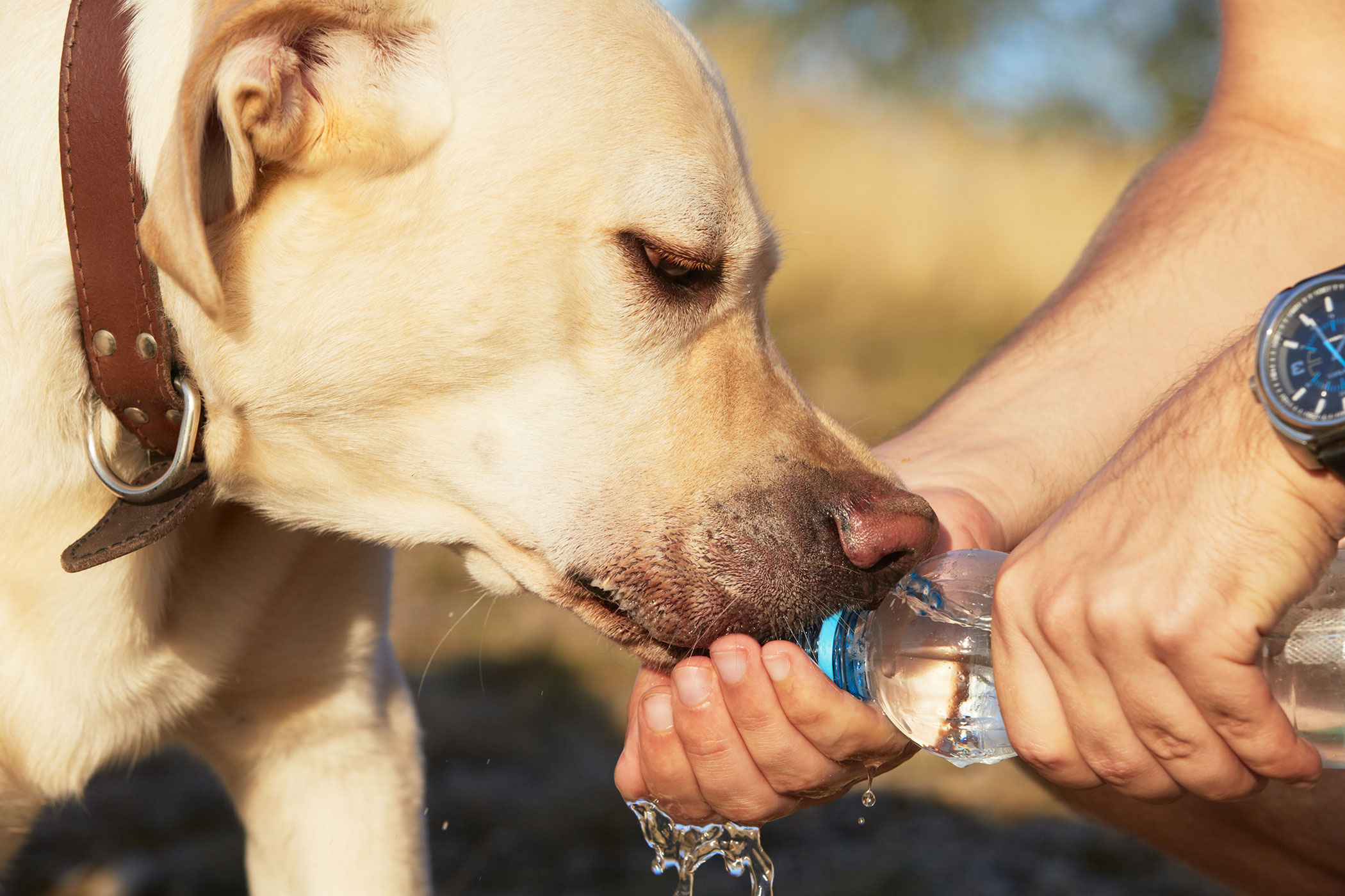 hypoglycemia in dogs hypoglycemia in dogs symptoms causes diagnosis treatment recovery management cost hypoglycemia in dogs hypoglycemia in dogs symptoms causes diagnosis treatment recovery management cost