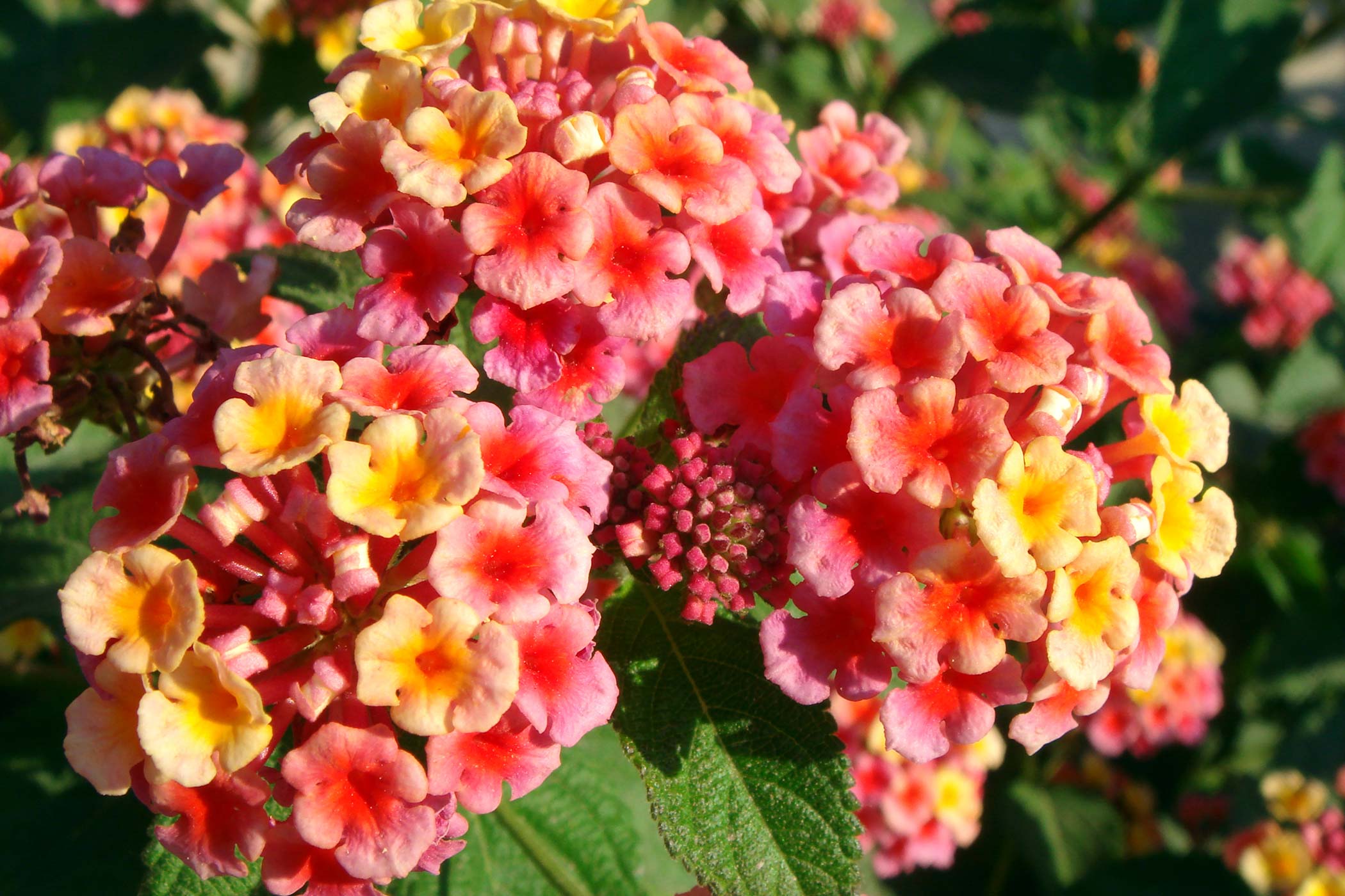 Lantana Poisoning in Dogs Symptoms, Causes, Diagnosis