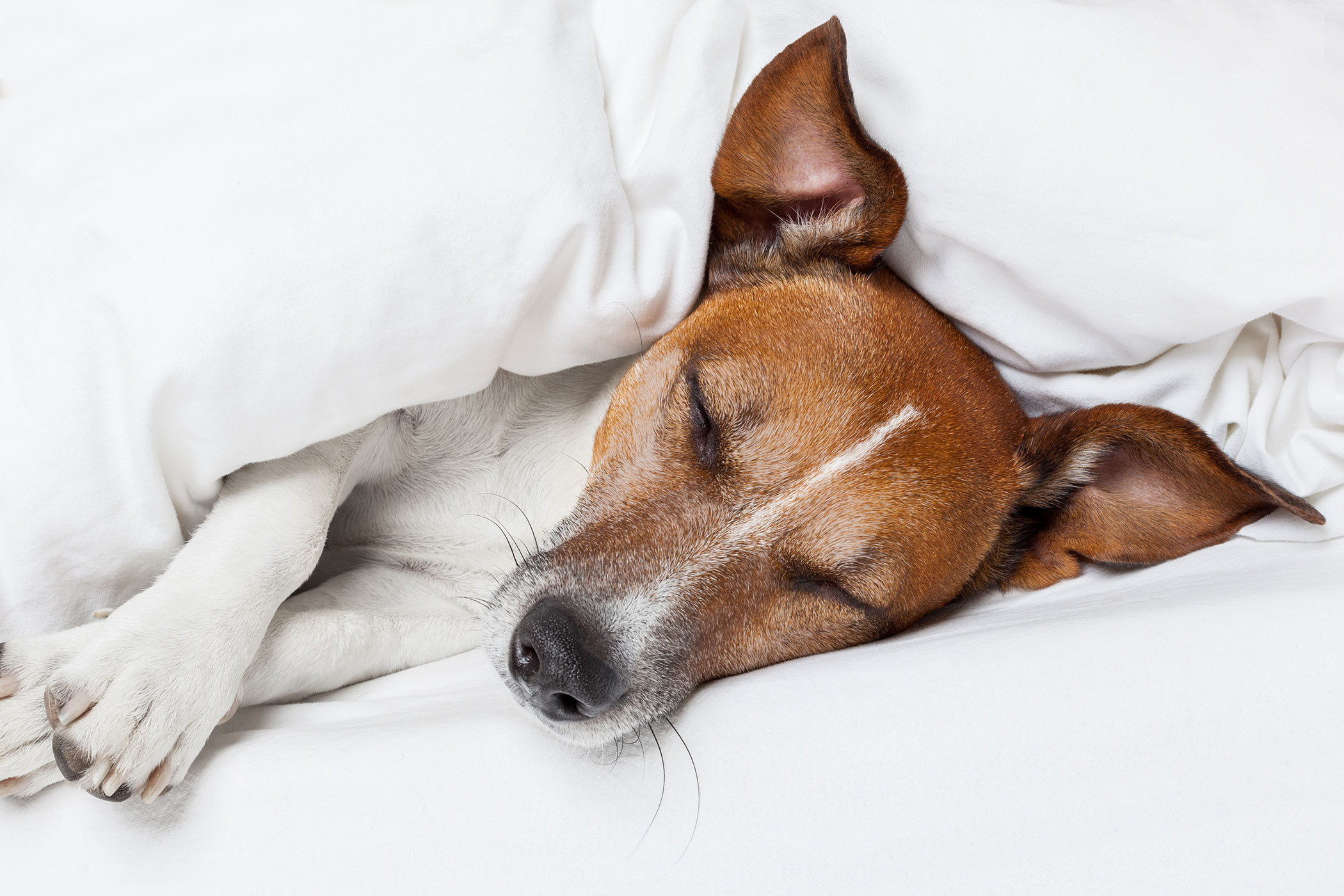 leptospirosis in dogs symptoms bacterial infection leptospirosis in dogs symptoms causes diagnosis treatment leptospirosis in dogs symptoms bacterial infection leptospirosis in dogs symptoms causes diagnosis treatment