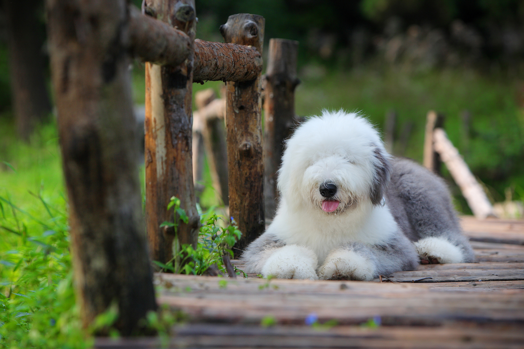 Open Wounds in Dogs Symptoms, Causes, Diagnosis, Treatment, Recovery