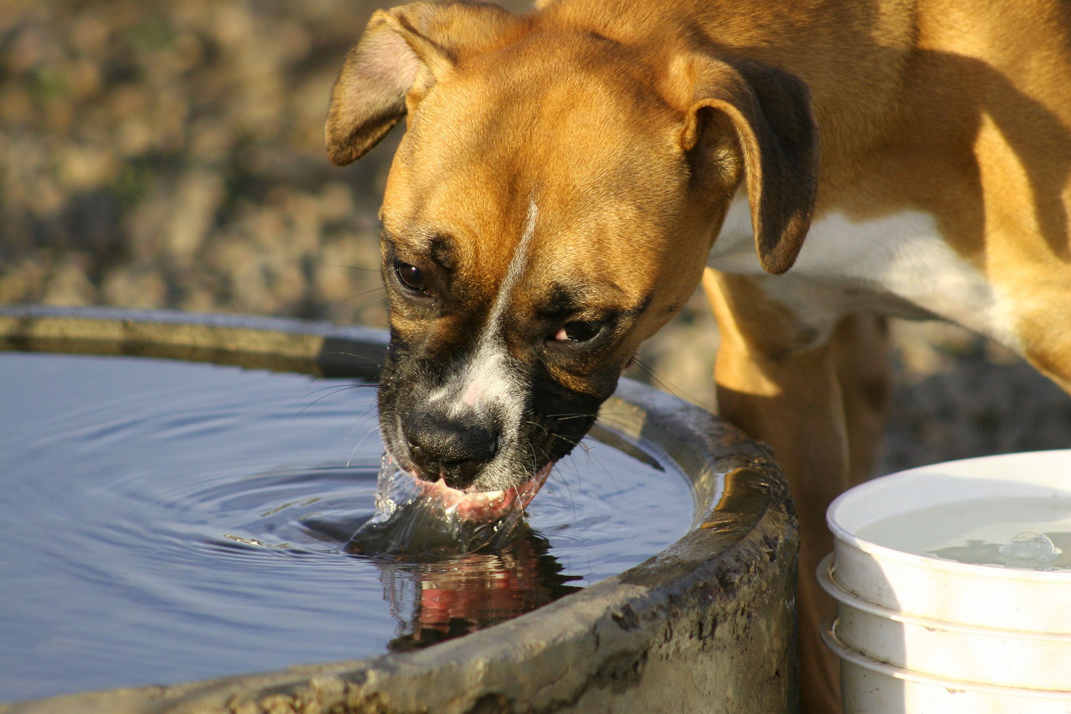 urine in dogs particles in the urine in dogs symptoms causes diagnosis treatment recovery urine in dogs particles in the urine in dogs symptoms causes diagnosis treatment recovery