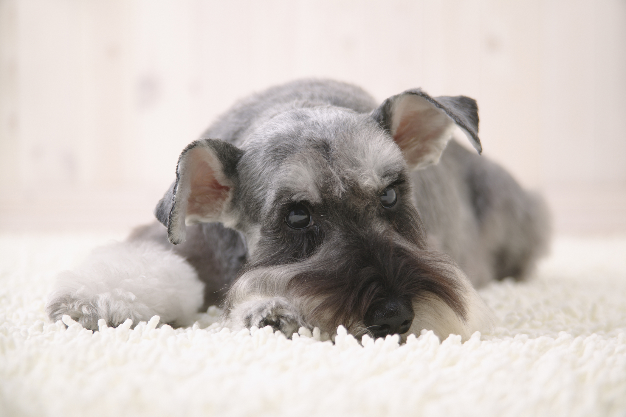 pica in dogs pica in dogs symptoms causes diagnosis treatment recovery management cost pica in dogs pica in dogs symptoms causes diagnosis treatment recovery management cost