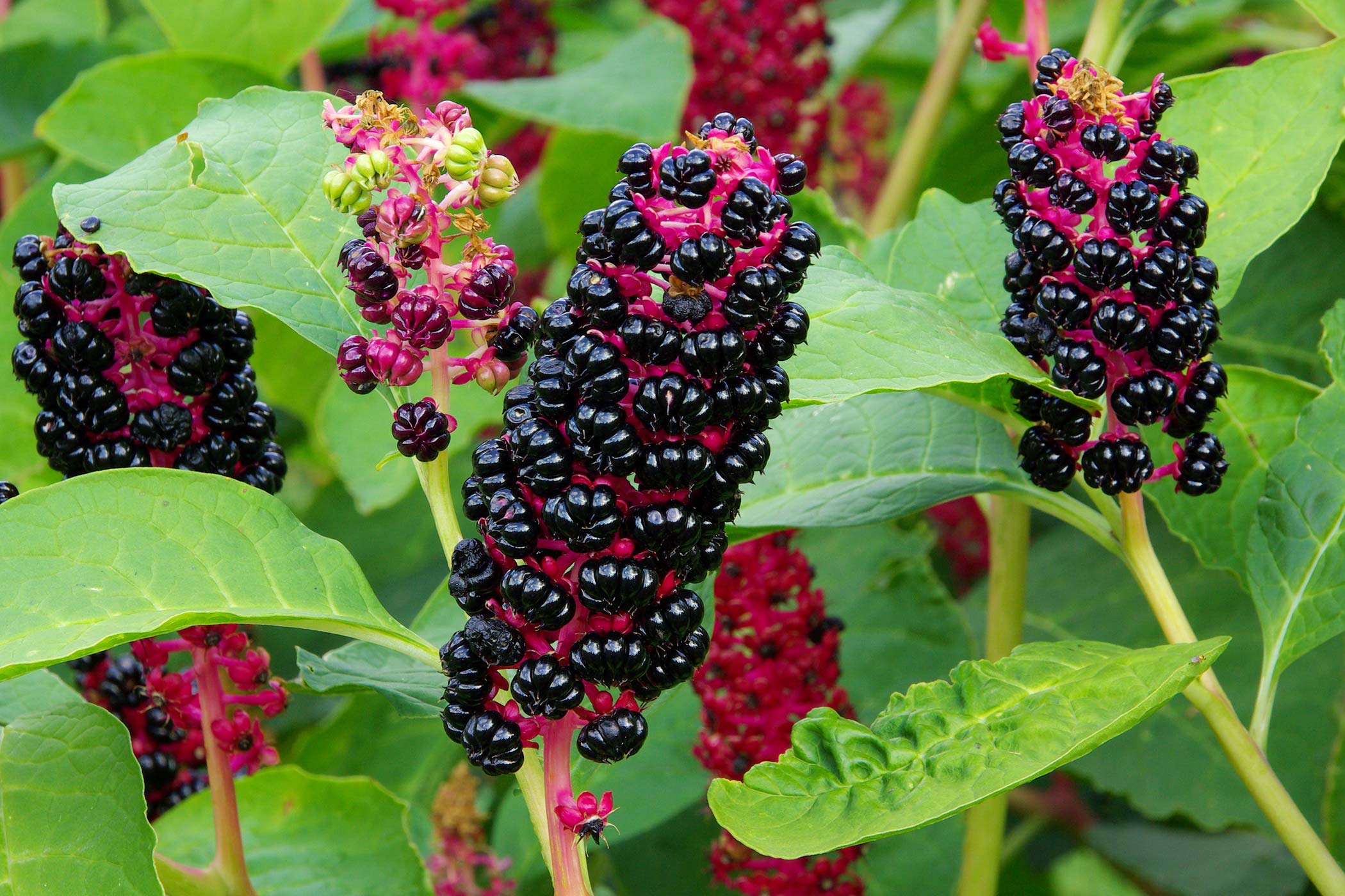 Pokeweed Poisoning in Dogs Symptoms, Causes, Diagnosis, Treatment
