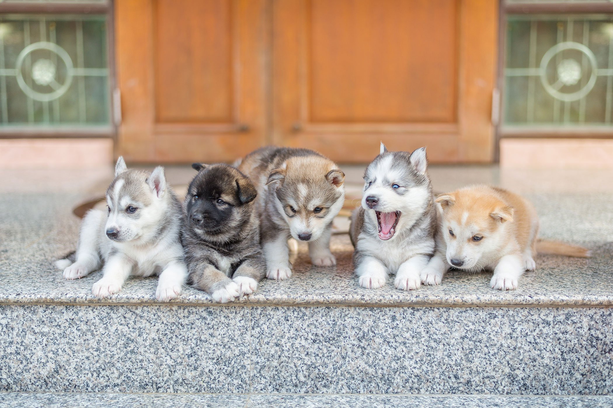 strangles in dogs puppy strangles in dogs symptoms causes diagnosis treatment recovery management strangles in dogs puppy strangles in dogs symptoms causes diagnosis treatment recovery management