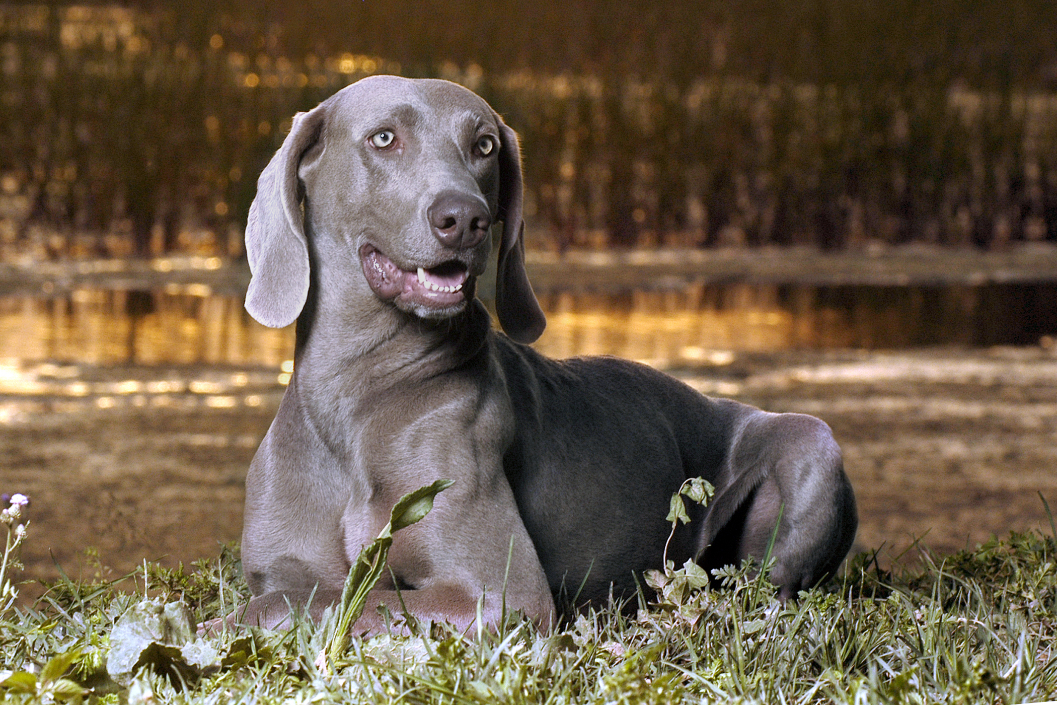 Rectal Pull-Through in Dogs - Conditions Treated ...