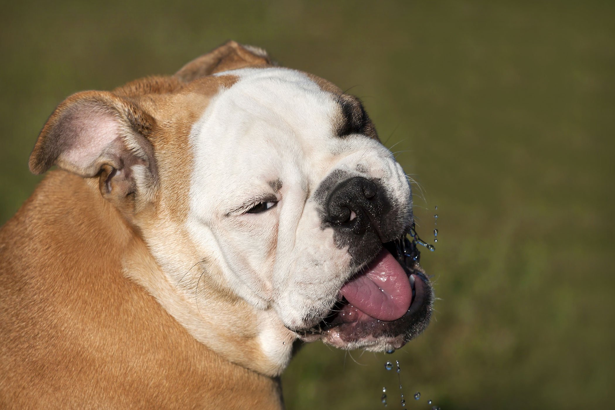 skunk spray skunk spray in dogs symptoms causes diagnosis treatment recovery management cost skunk spray skunk spray in dogs symptoms causes diagnosis treatment recovery management cost
