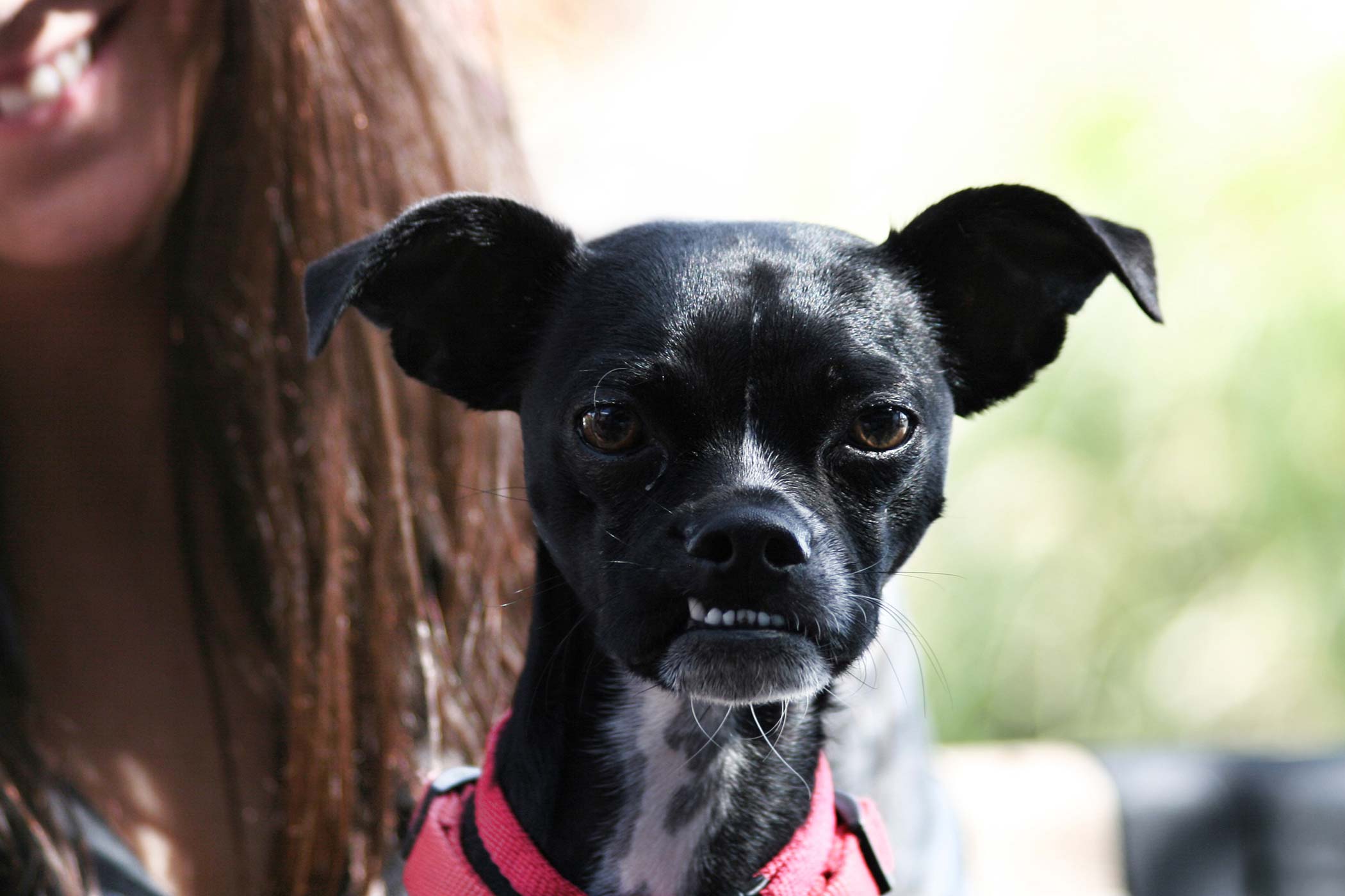 Malocclusion of Teeth in Dogs Symptoms, Causes, Diagnosis, Treatment