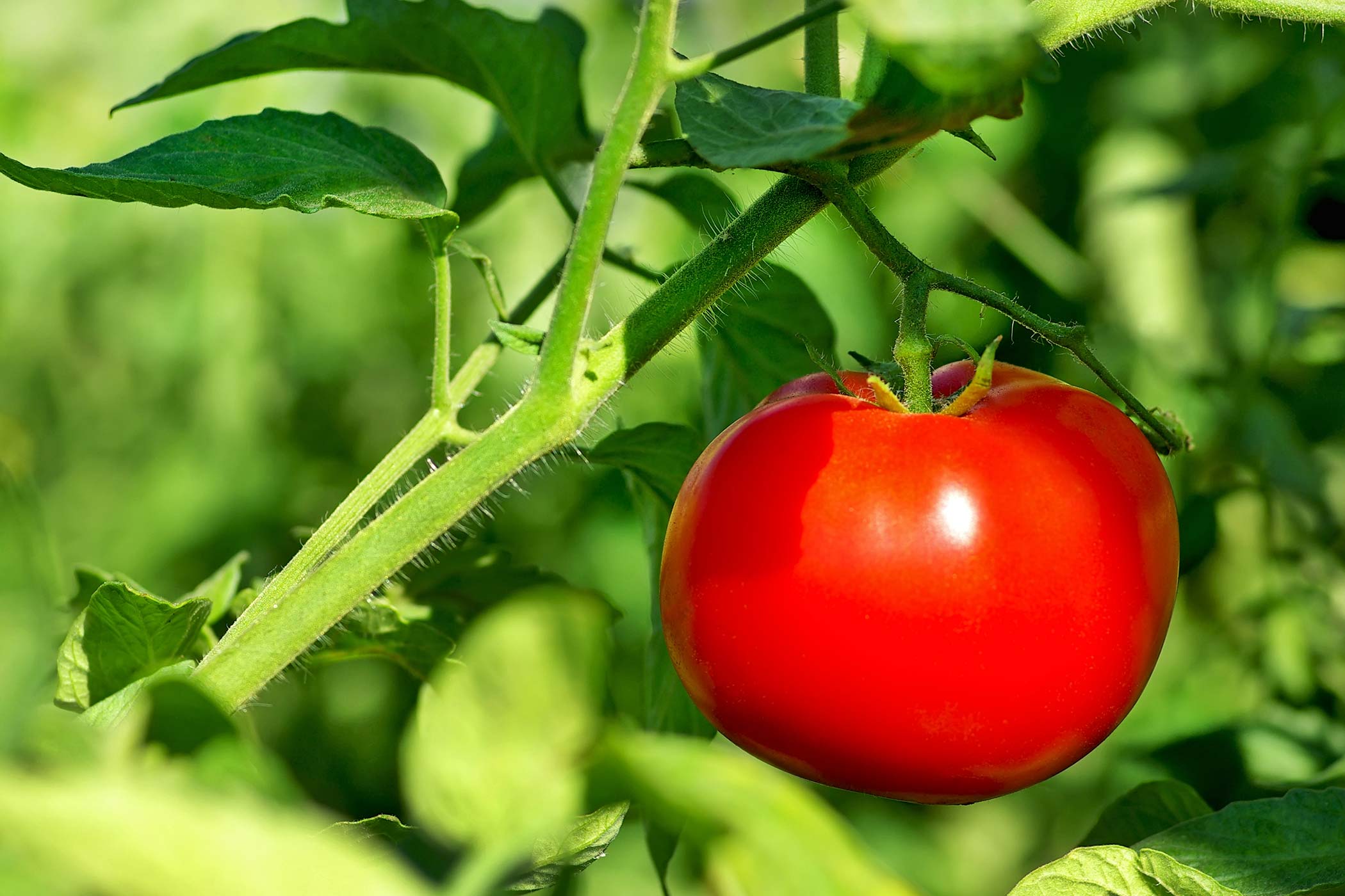 Dog Food For Tomato Plants Dog Food For Tomato Plants