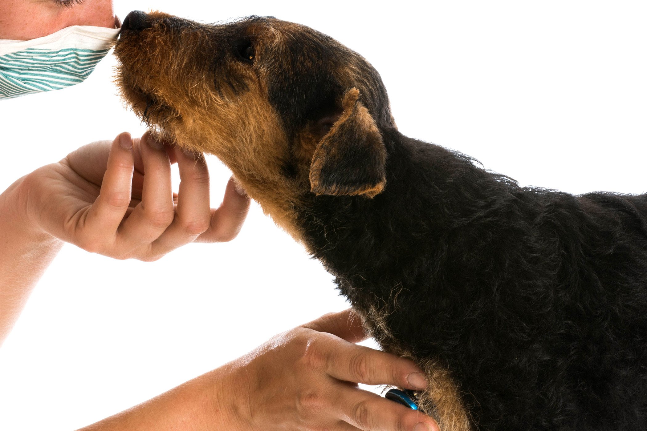 What Causes Umbilical Hernia In Dogs