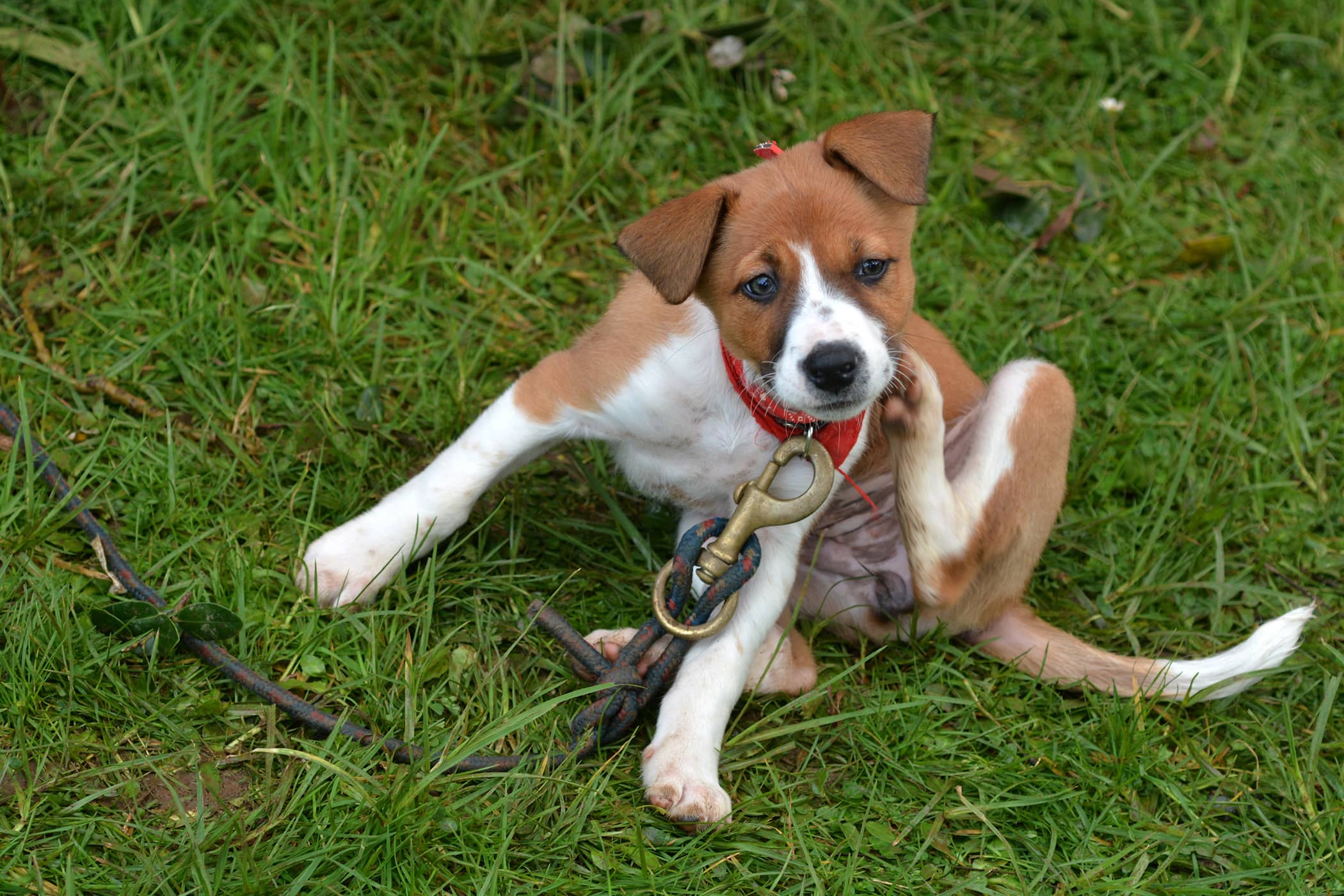 Walking Dandruff in Dogs Symptoms, Causes, Diagnosis, Treatment