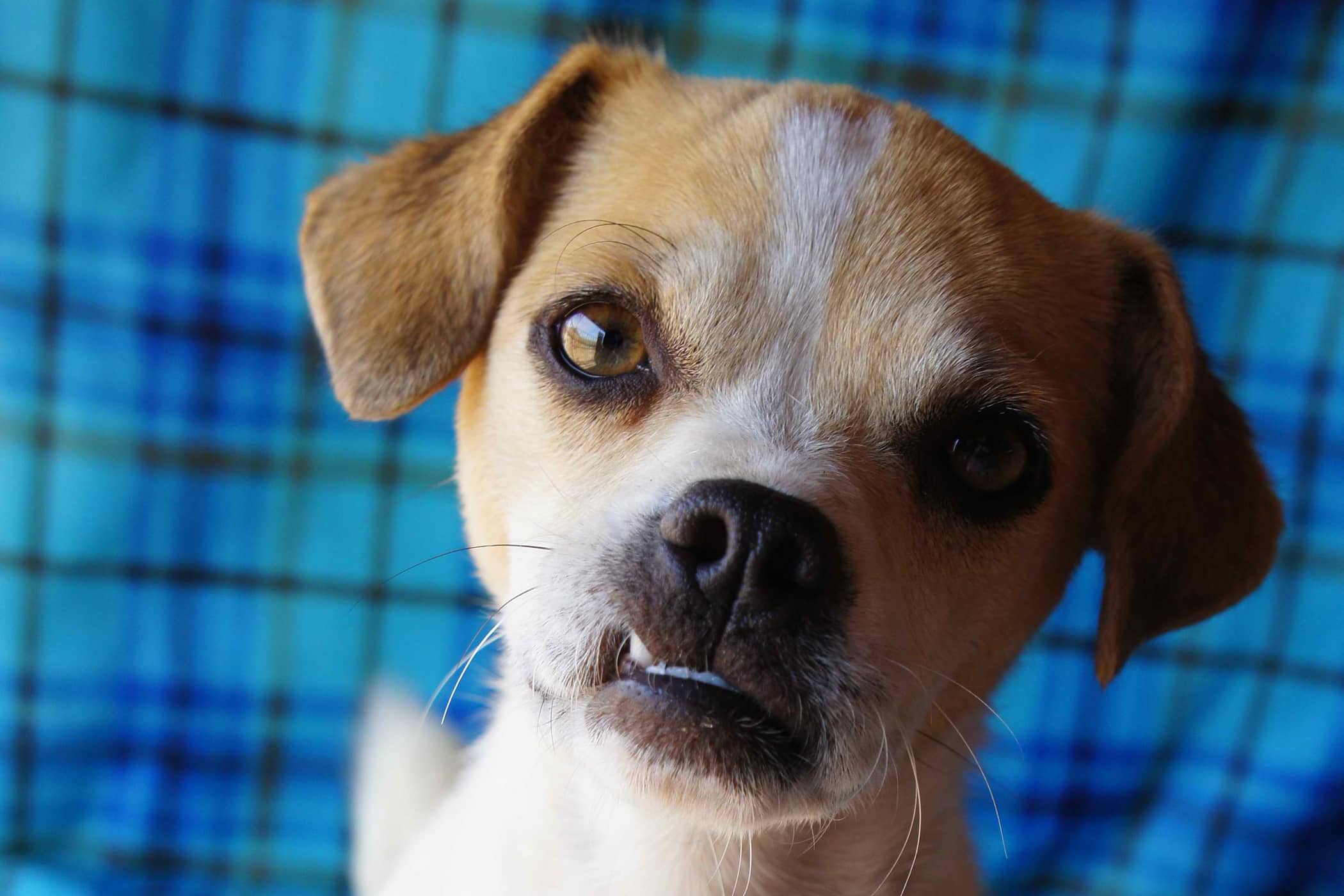 Why is my dog grinding his teeth?