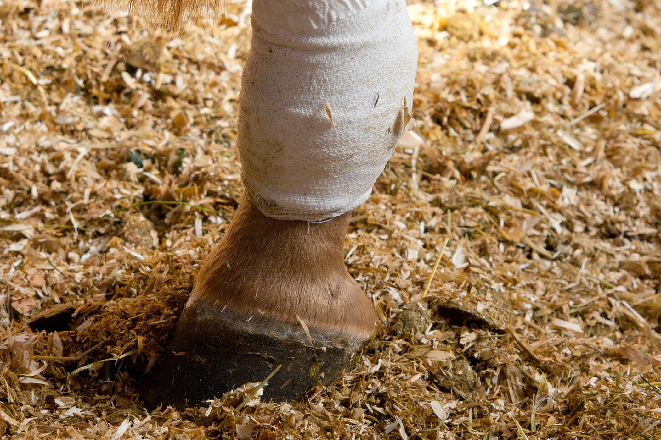 Bowed Tendons In Horses Symptoms Causes Diagnosis Treatment 